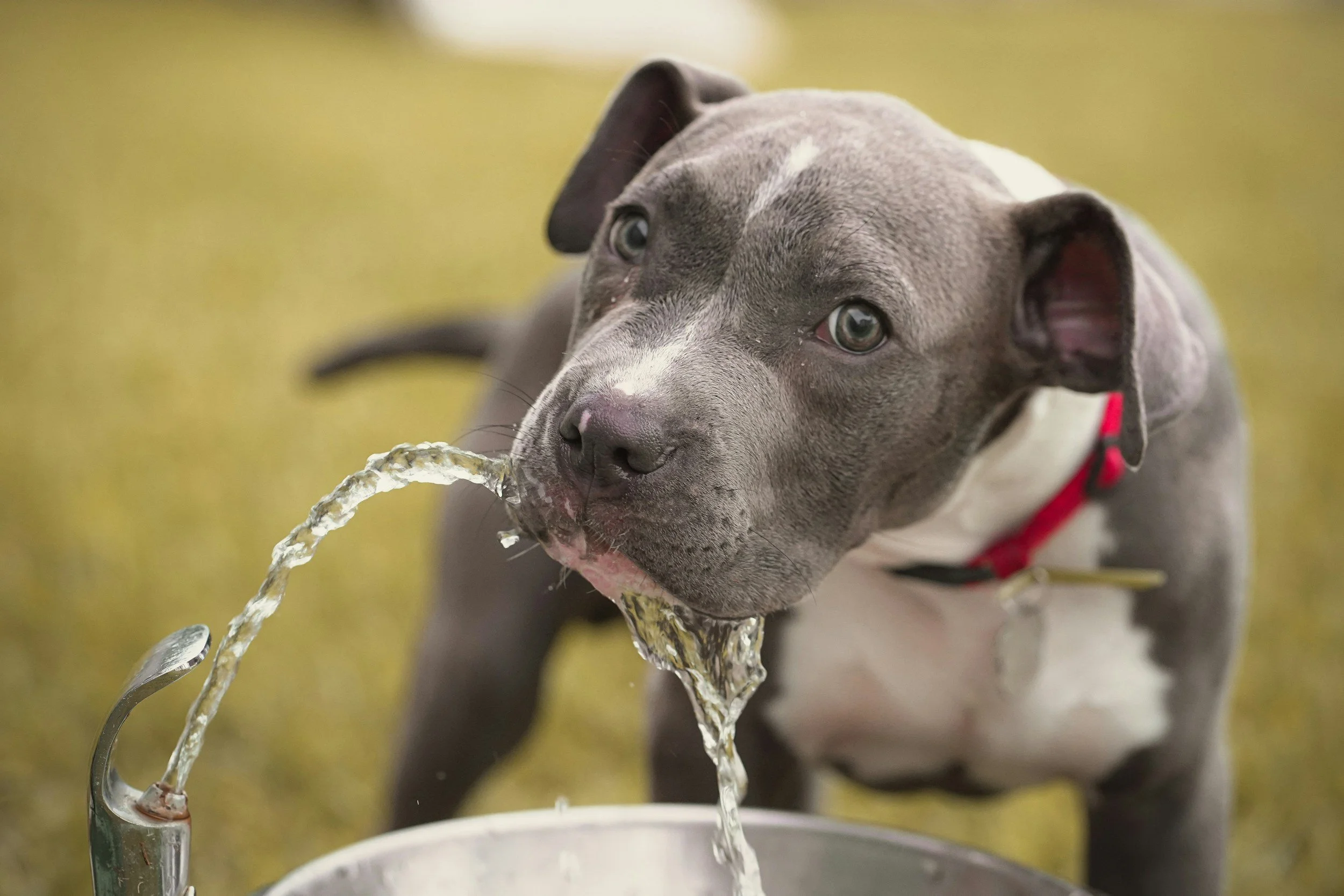 Why Does My Dog Paw at Their Water Bowl?