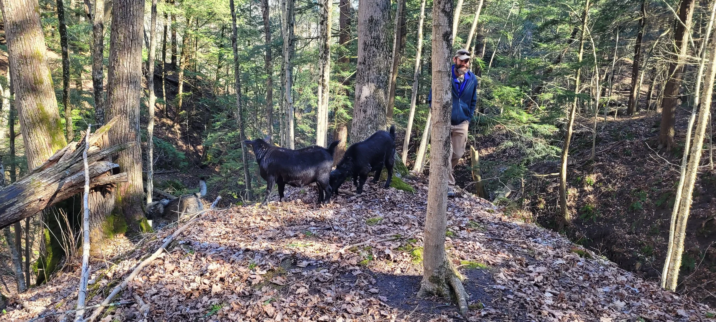 trees and goats