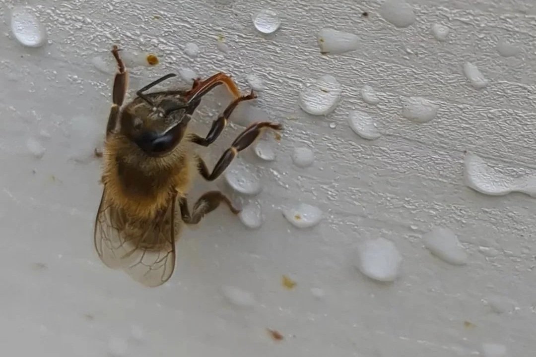 Why bees are so thirsty in winter?