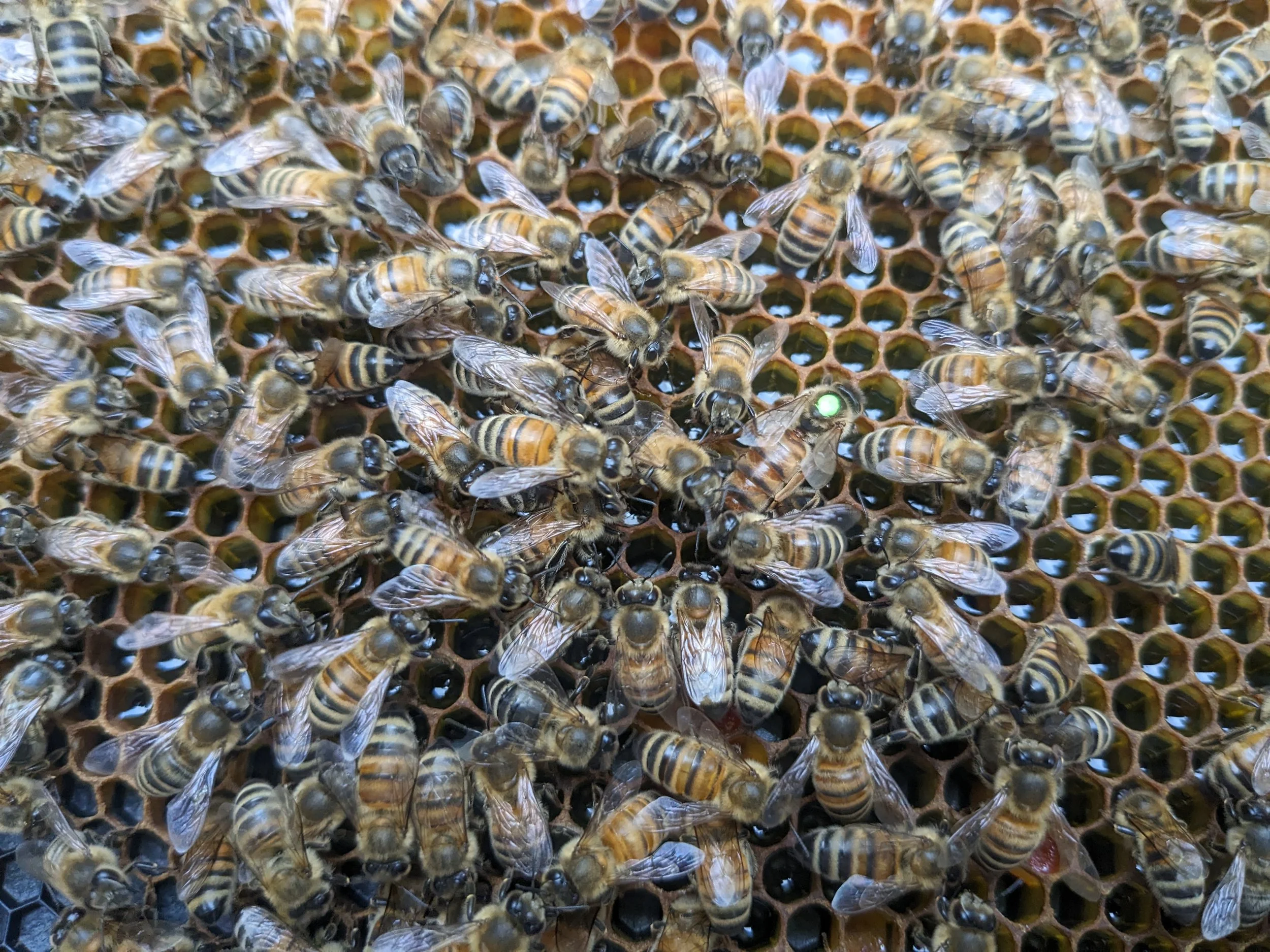 green newly marked queen.jpg