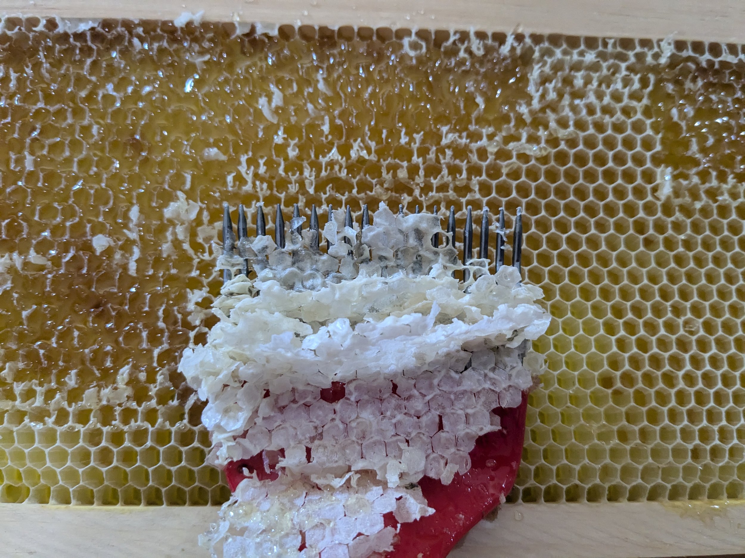 Uncapping Honey frame.jpg