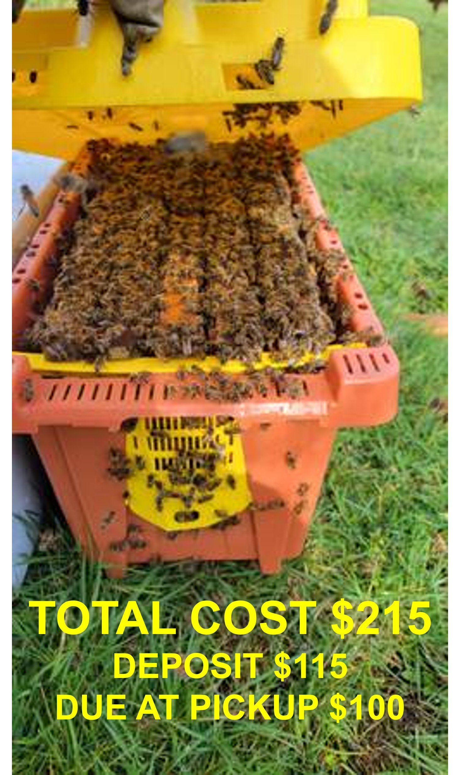 Spring Nucs.jpg
