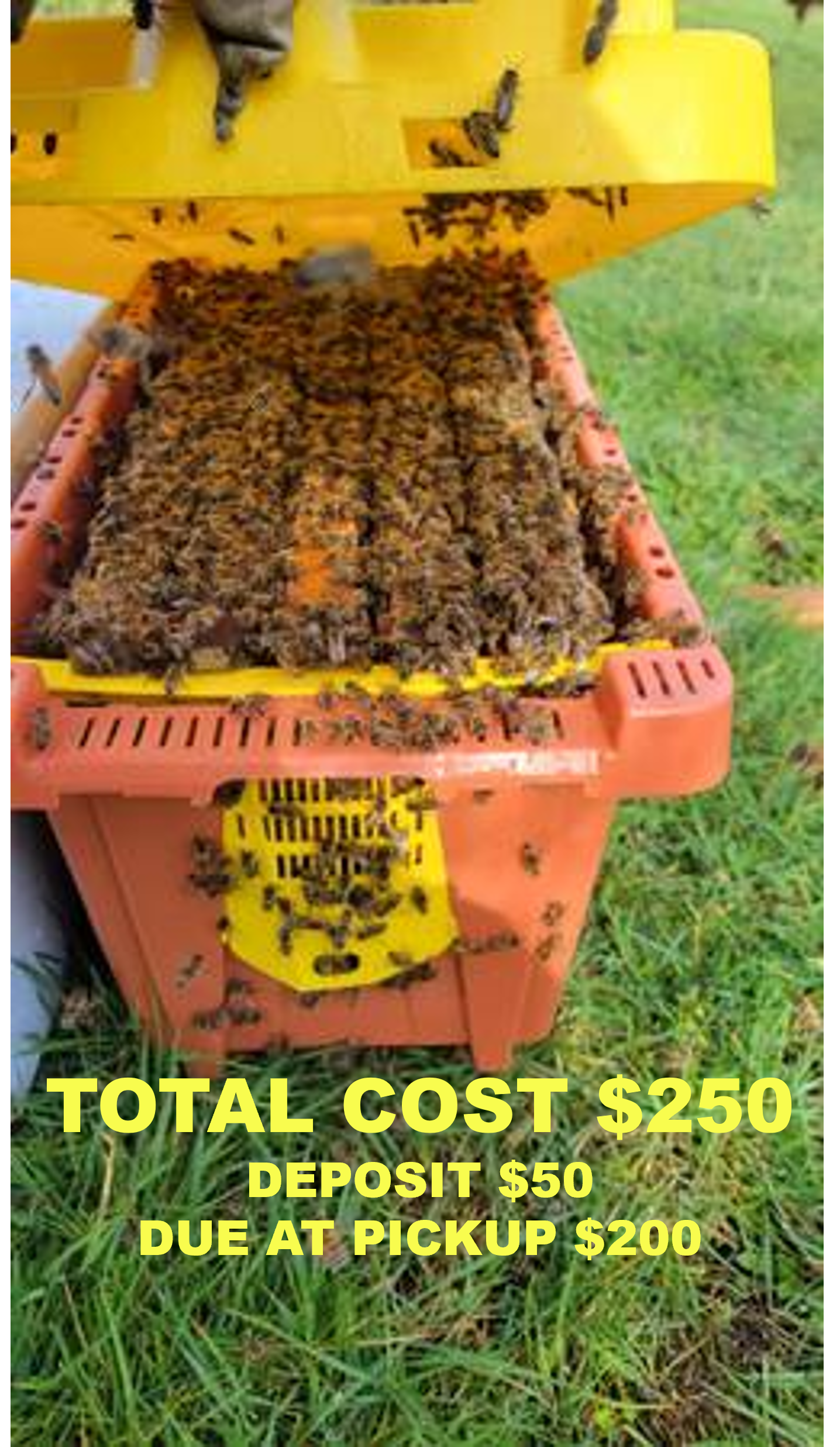 2026 Overwintered Nuc