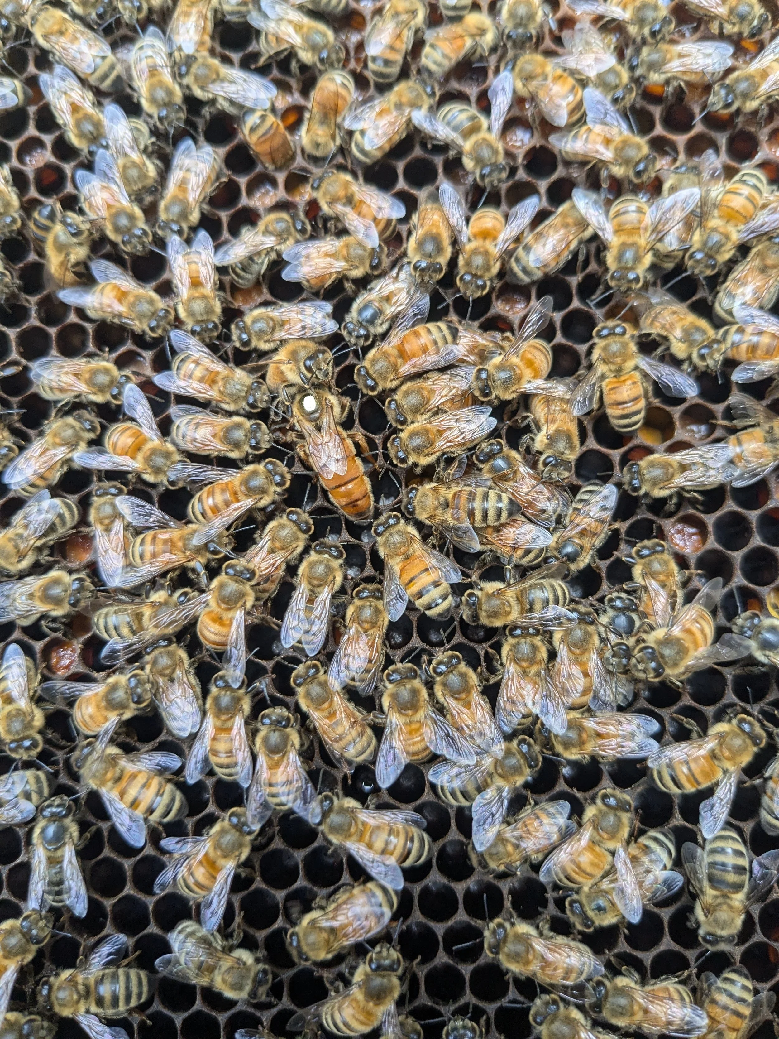 marked queen - Copy.jpg