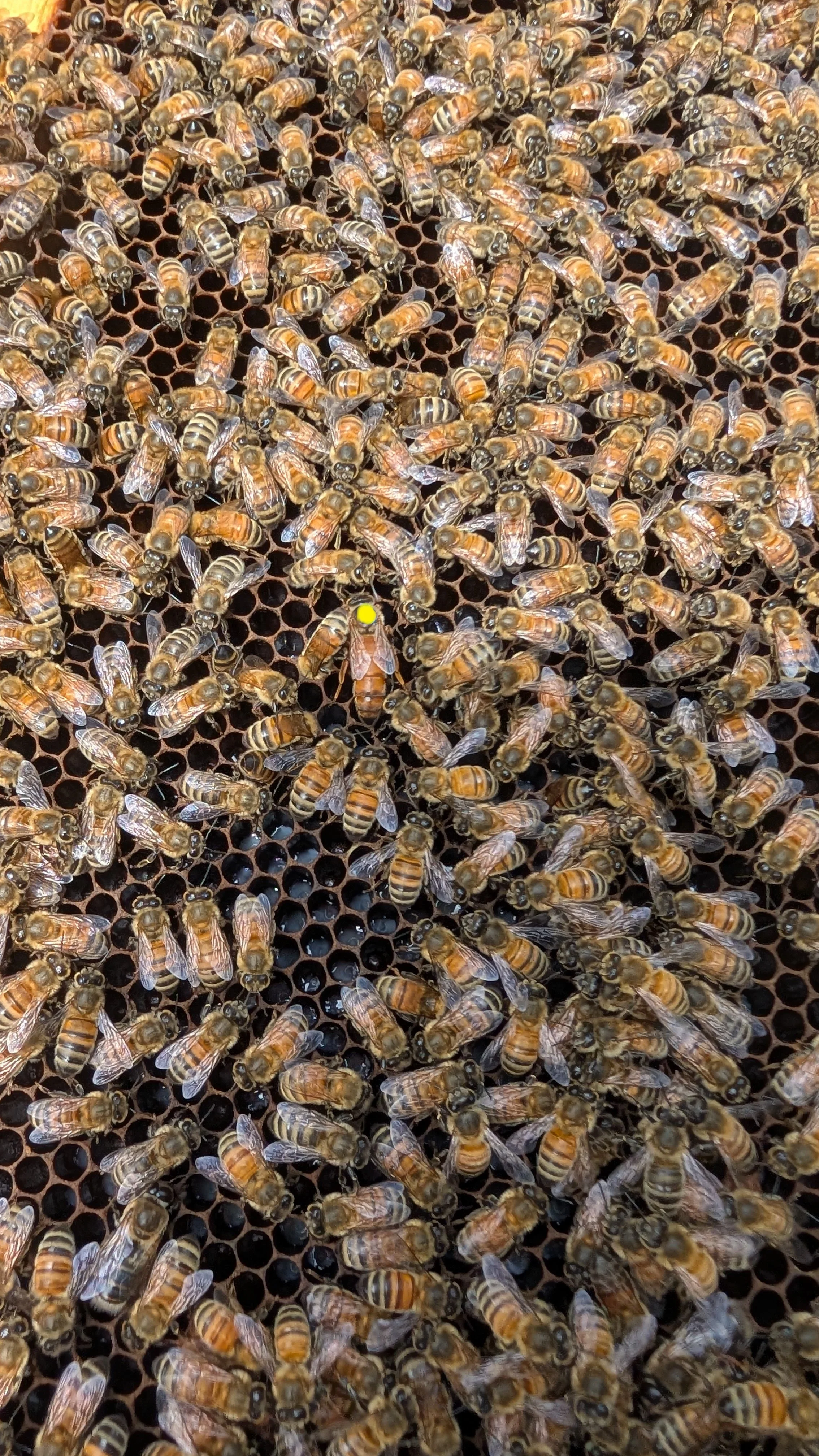 uncapped brood with a Q on the frame - Yellow Mark.jpg