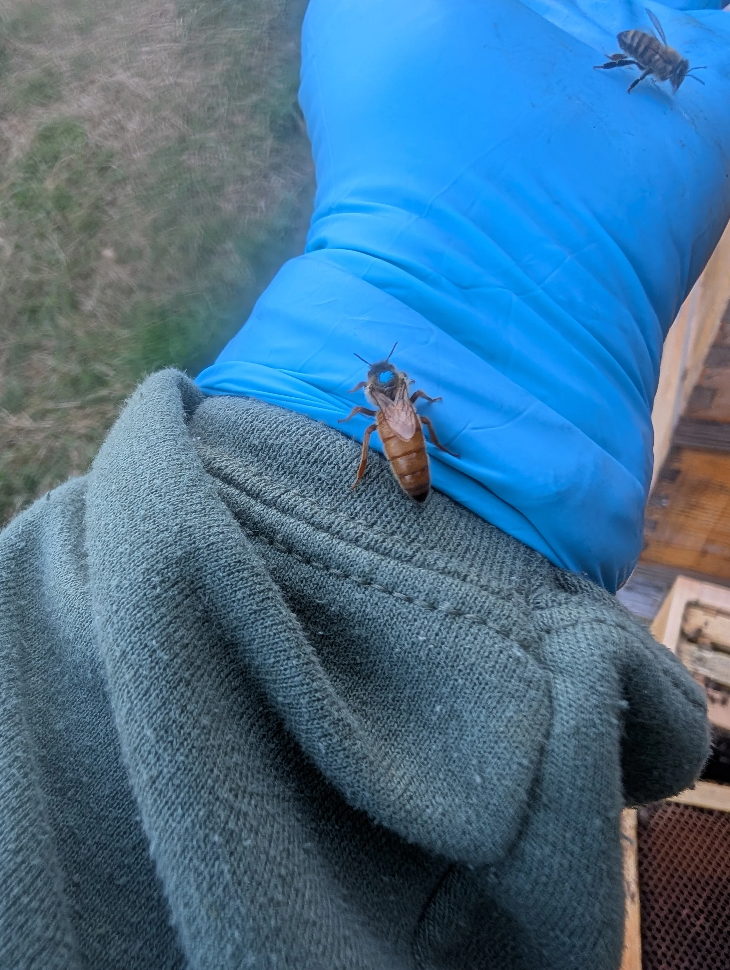 A person wearing a green sweatshirt and blue pants sitting outdoors with a queen bee on their hand.