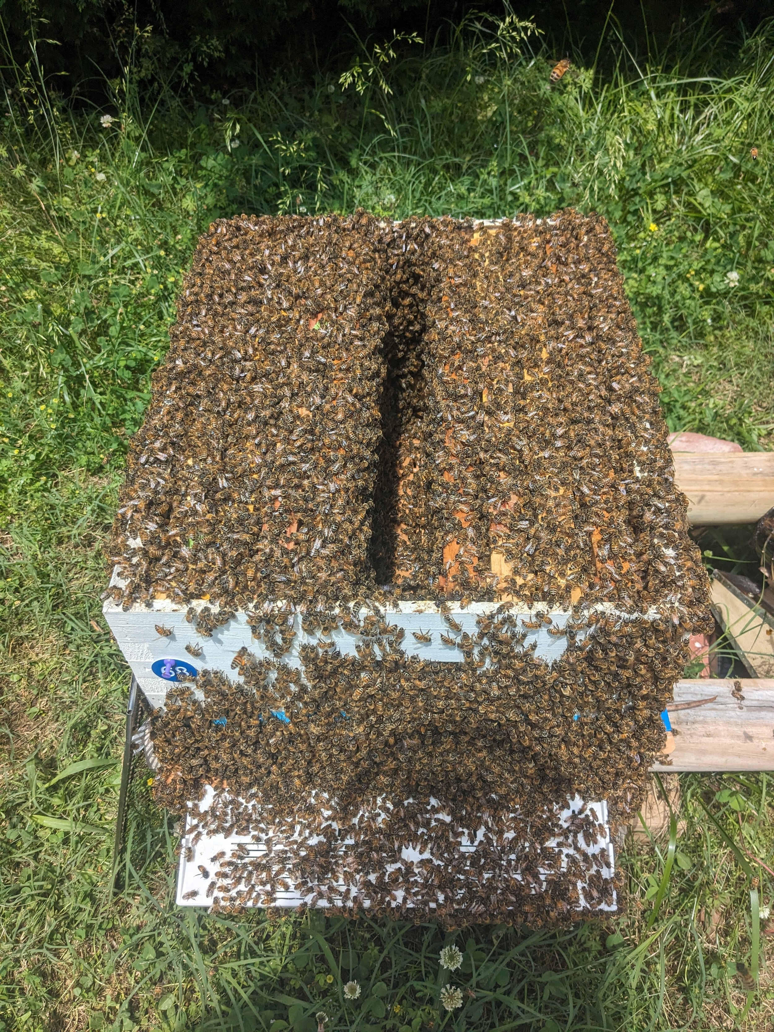Lots of bees! (2).jpg