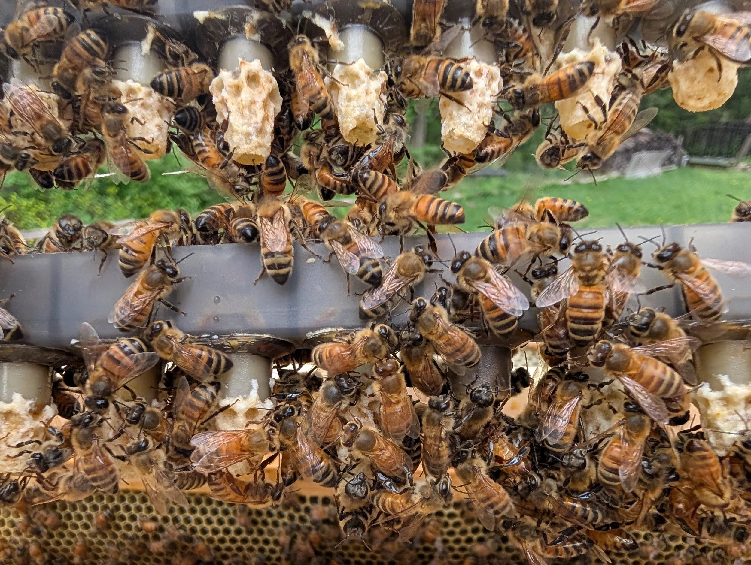 Close-up of honeybees on a hive frame collecting honey and tending to the combs.