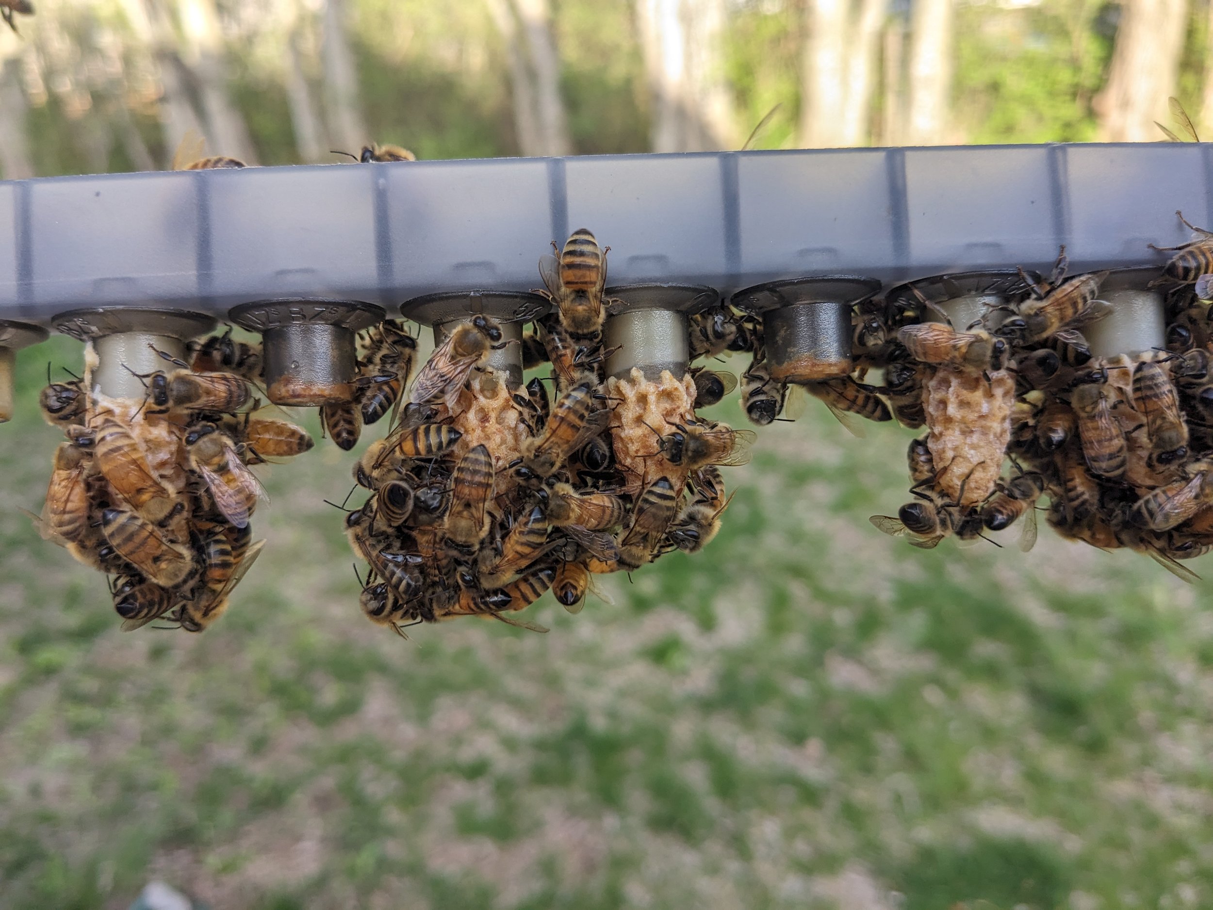 grafted queen cells.jpg