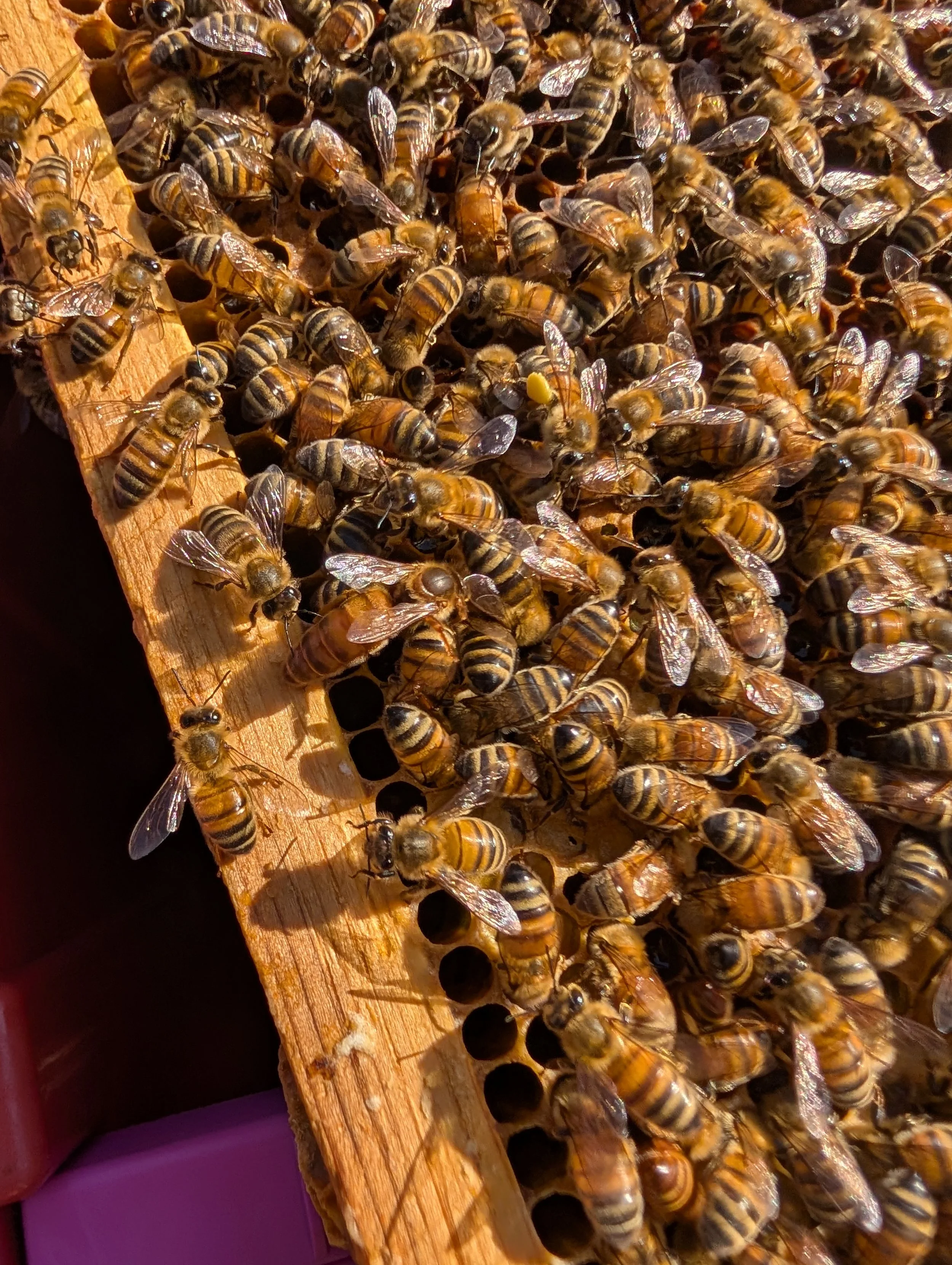Close-up of a honeybee hive with numerous bees on a wooden frame.