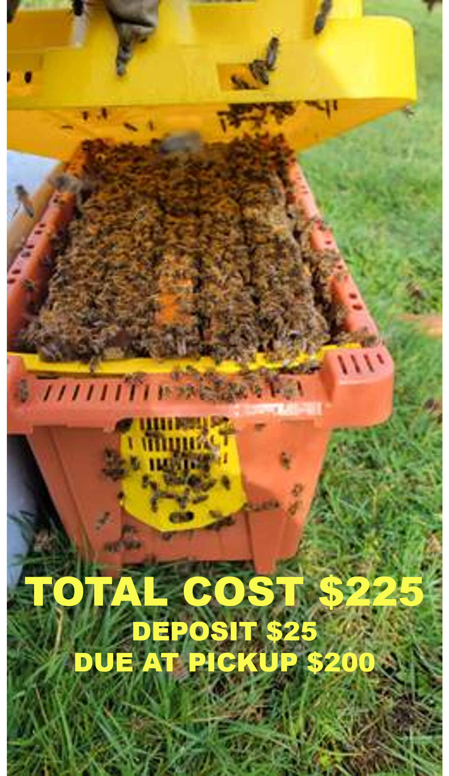 Spring Nuc (Mid April 2026)