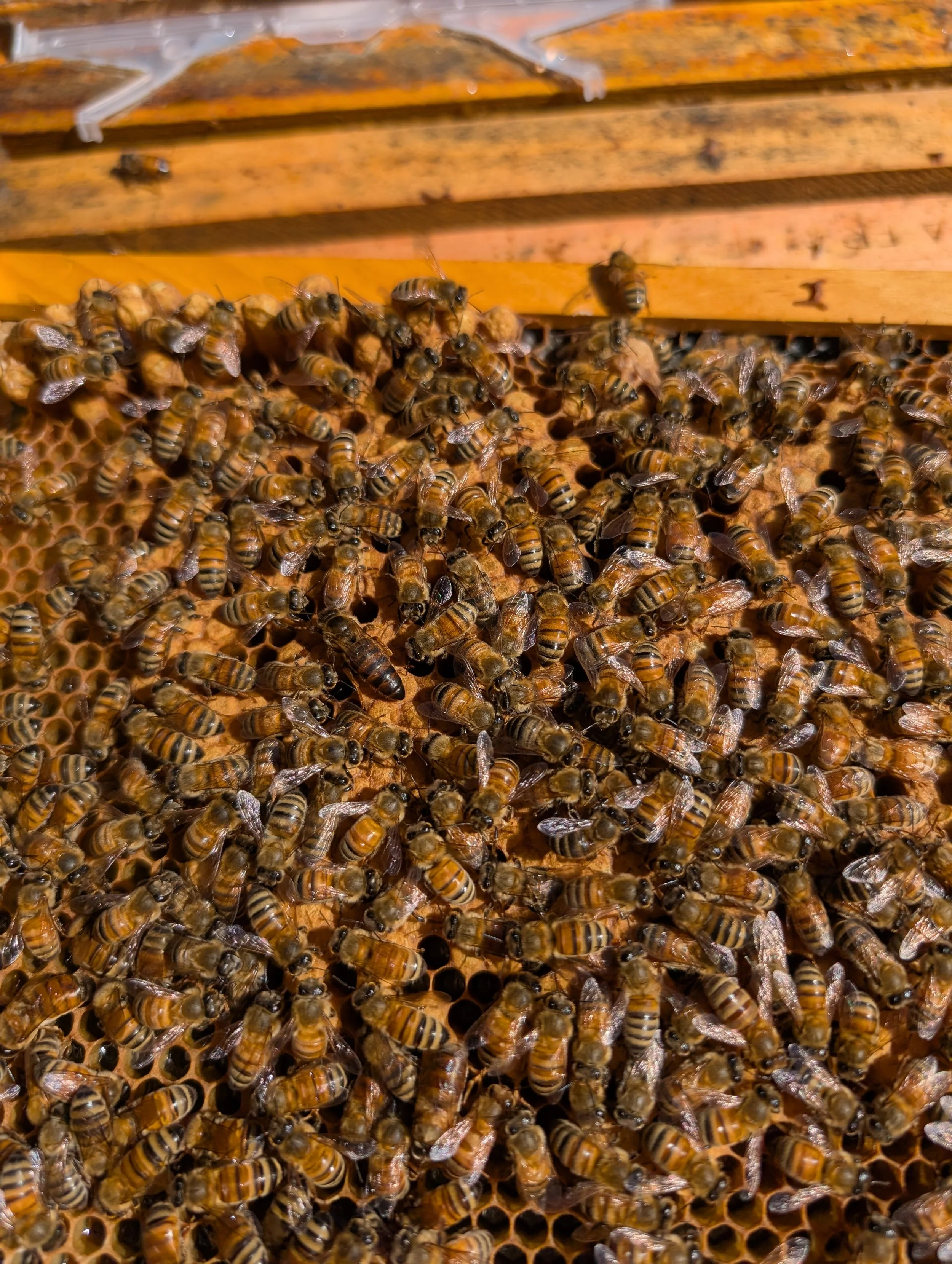 Close-up of a honeybee hive with worker bees on honeycomb frames.