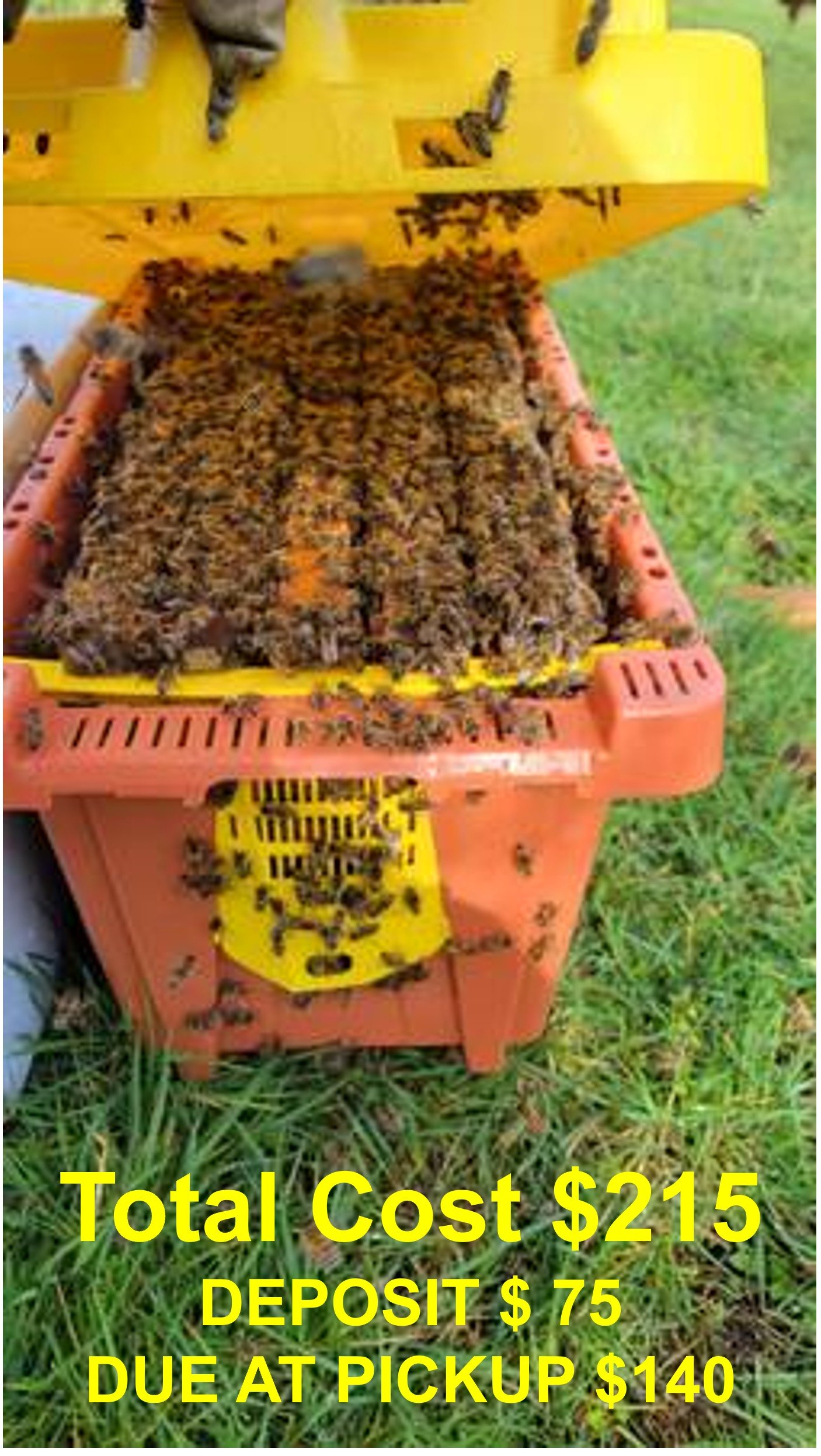 Spring Nucs 75 deposit.jpg