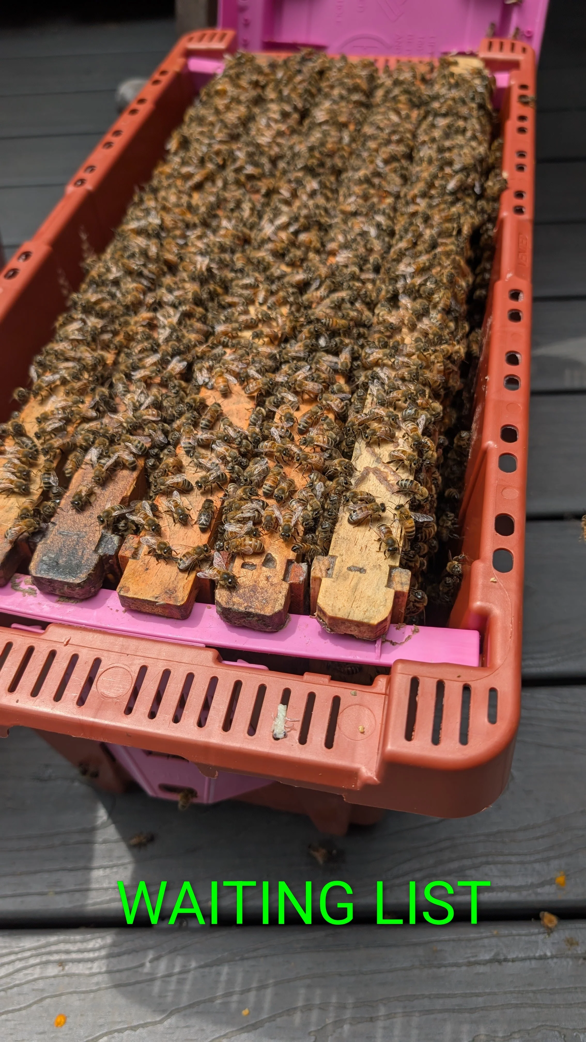Live Bees Local Honey— Honey Bee Mine TN Honey Bee Mine TN