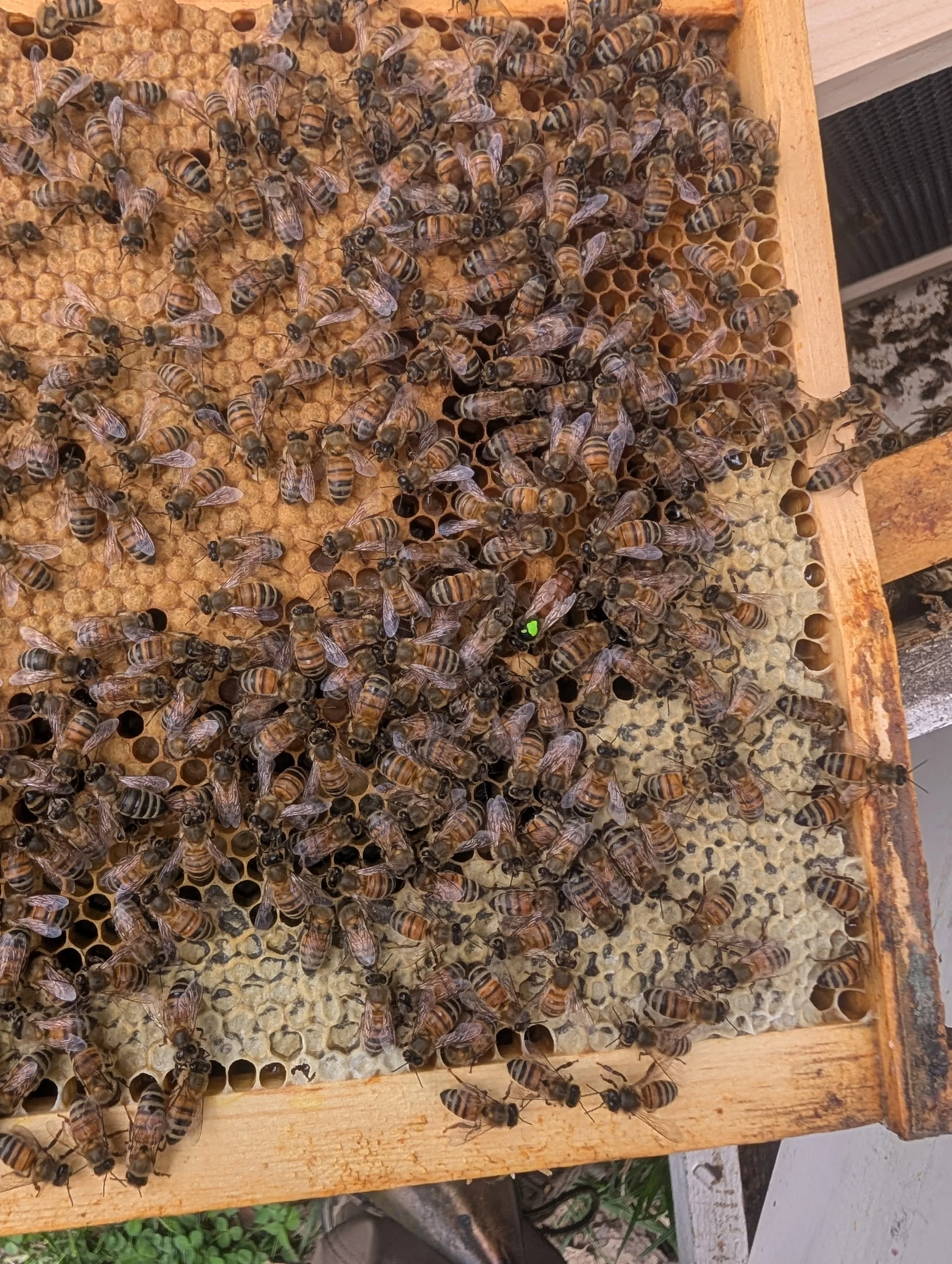 Close-up of a honey bee hive with numerous worker bees on the honeycomb frames inside a wooden beekeeping box.