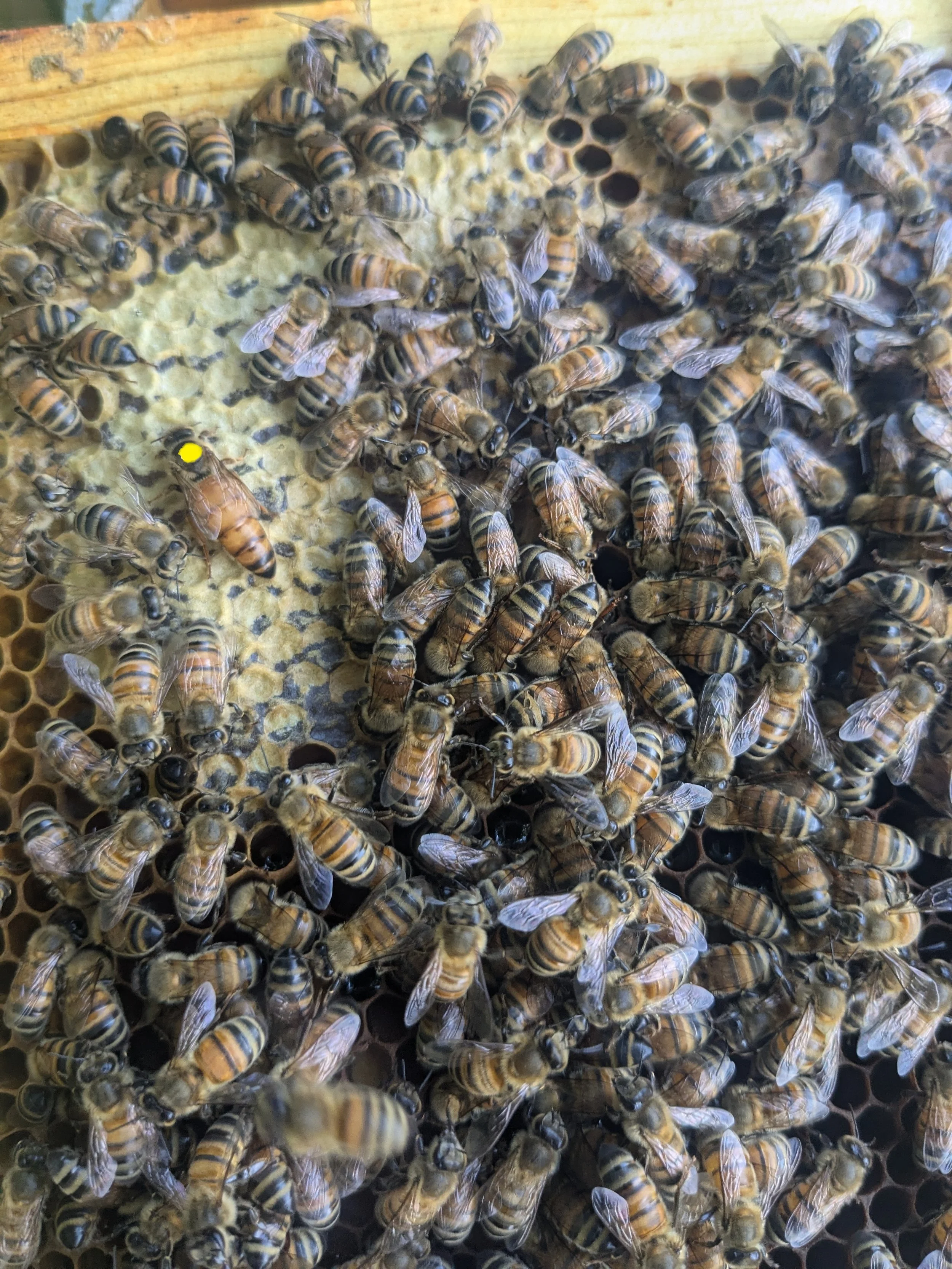 Mated Queen - w Yellow marking.jpg