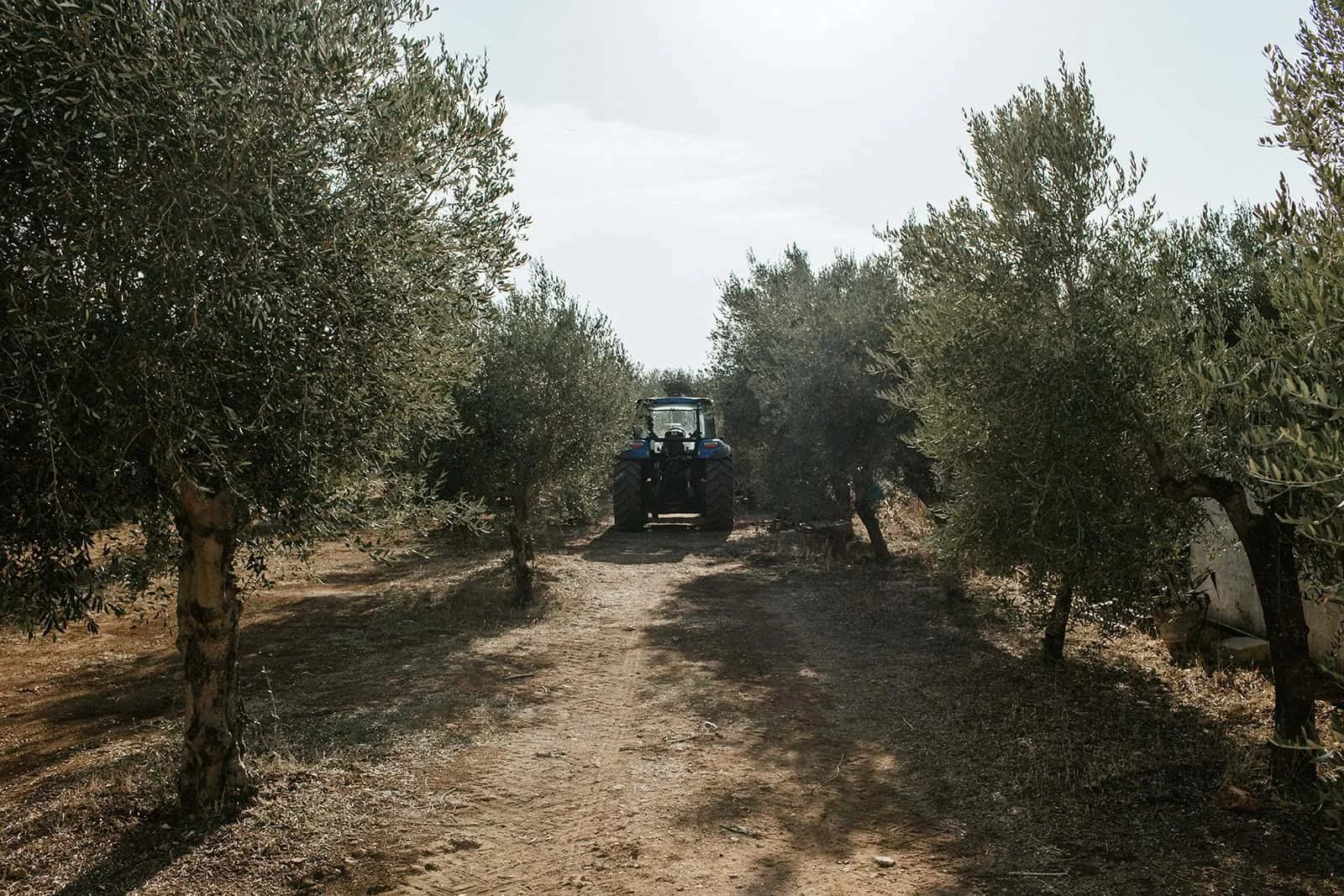 Tractor parked between rows of olive trees on dirt path in the working olive grove at Masseria Potenti