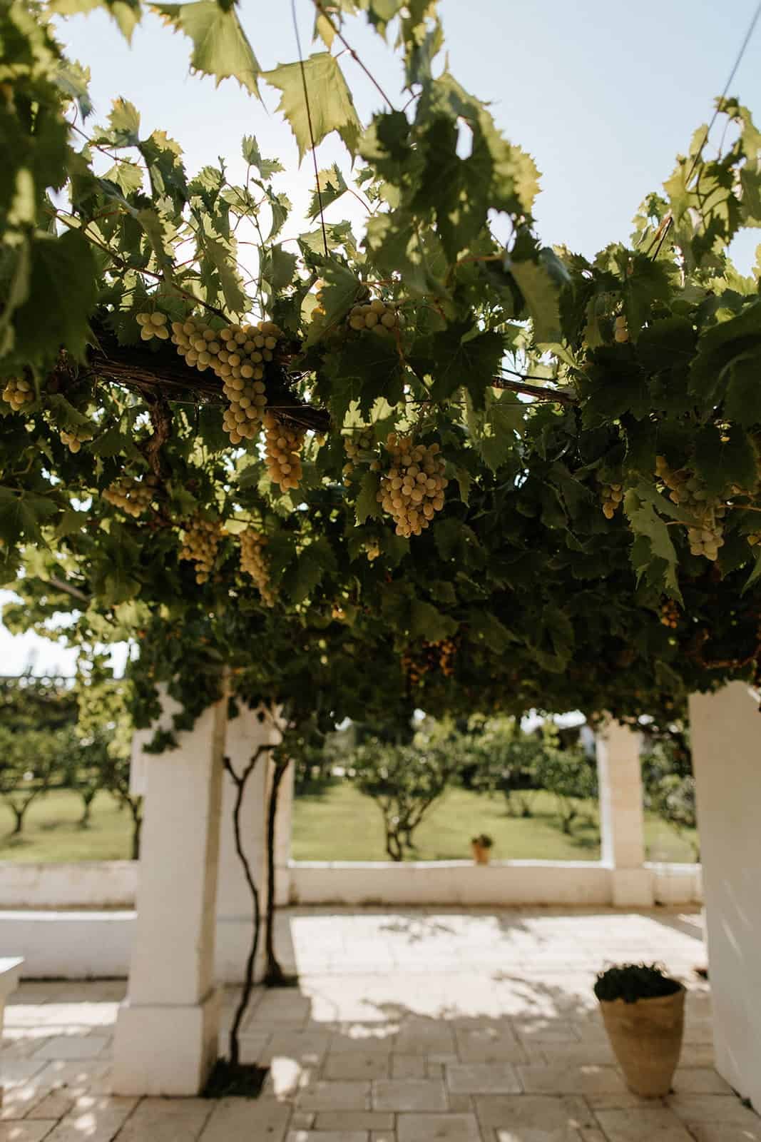 The vineyard at Masseria Potenti