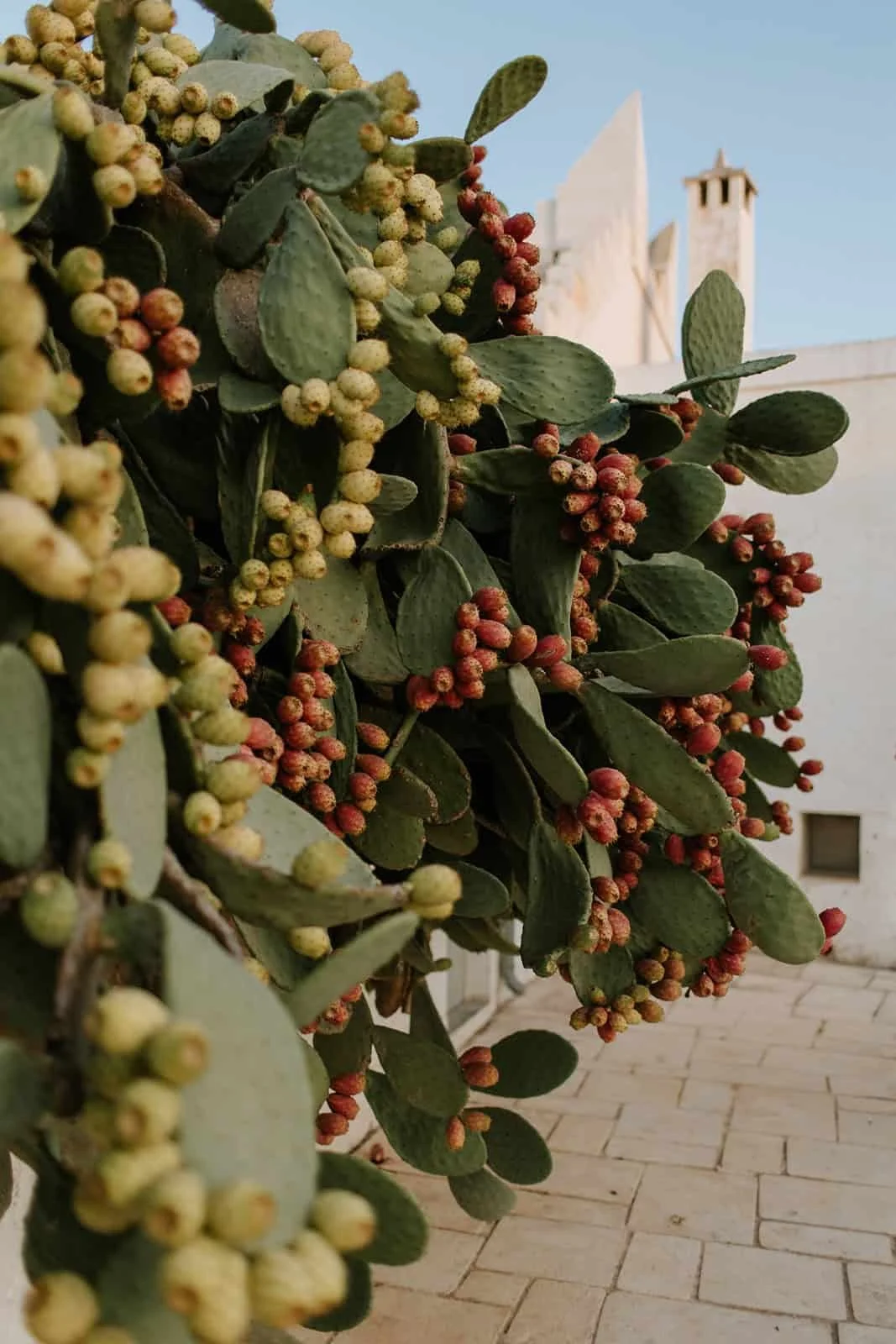 Local produce: prickly pear