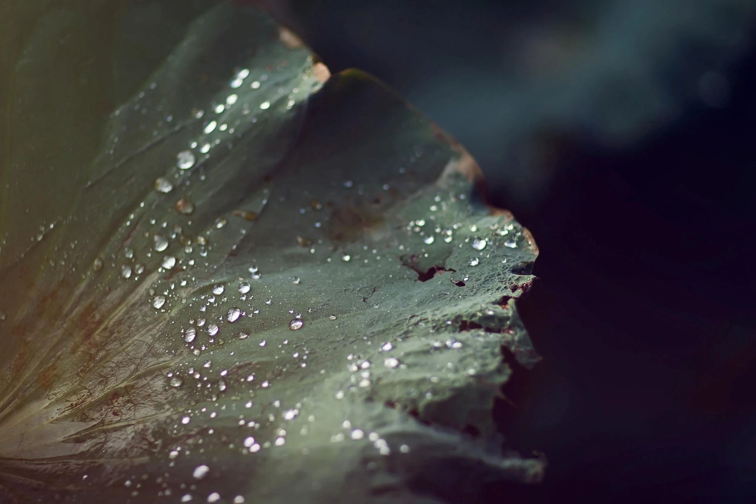 Close-up of a dark green leaf with water droplets on its surface, with a dark blurred background.