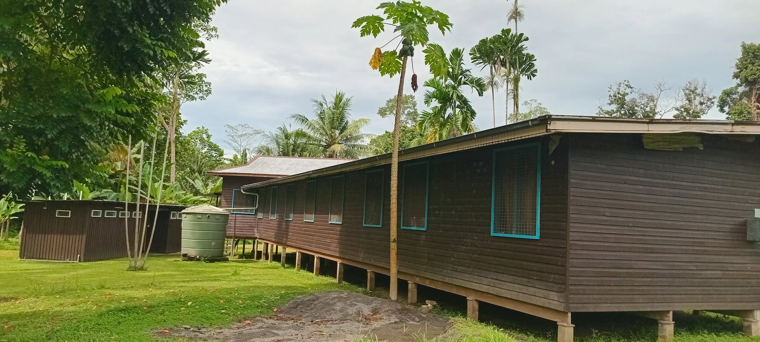 Wooden house on stilts surrounded by trees and greenery in a tropical setting.