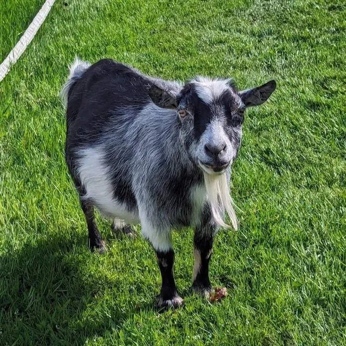 Gretel was one of the two original goats at Havencroft. She was a senior lady with a delightful personality, who unfortunately contracted sepsis from a mammary abcess. 