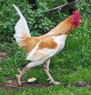 Thomas was one of the first animals at Havencroft as well. He was lost to the extreme summer heat.