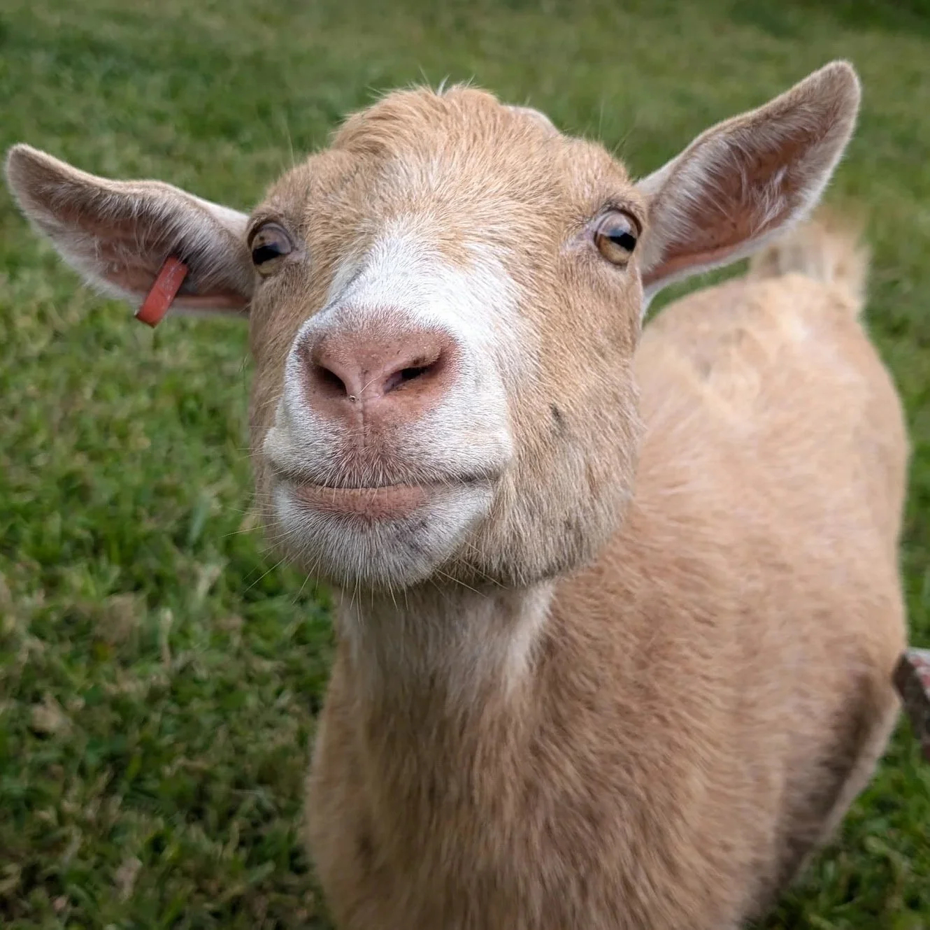 Stumpy was the sweetest old lady. For the past year her arthritis had been acting up, and when neurological symptoms started, we had to make the choice to end her suffering. She was a love.