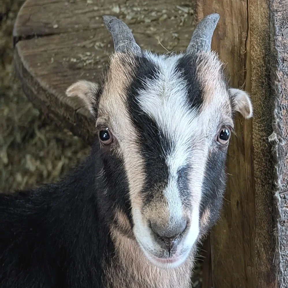 Sprout: we lost this delightful animal to a very unfortunate accident. We were devastated and miss her dearly.