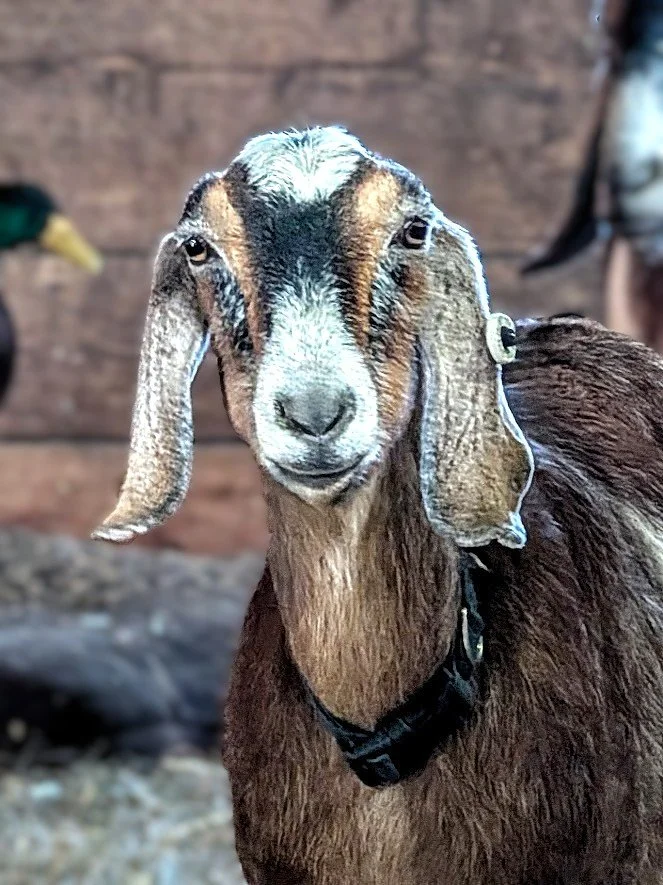 Wobbles was a Nubian goat who was sweet and loving. Malnutrition from her previous situation caused irreversible damage to her joints, the same as her sister, but she brought much love and joy while she was with us.