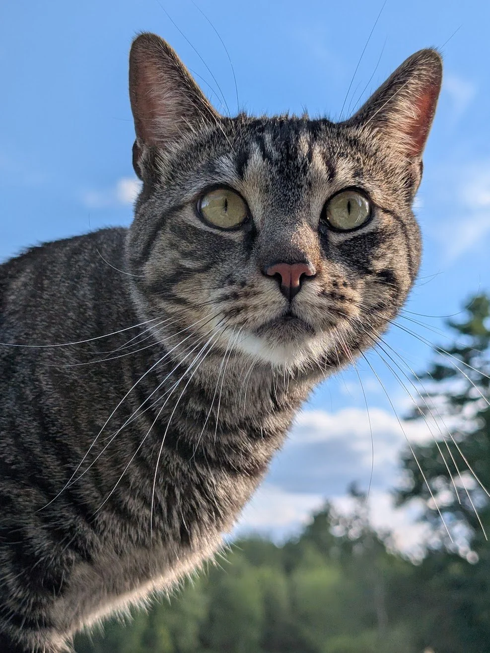 Cobalt: a barn cat taken in due to extreme fear aggression. We were able to rehabilitate him enough to become sweet with his chosen humans but unfortunately, he ran into the road and was hit by a car. 