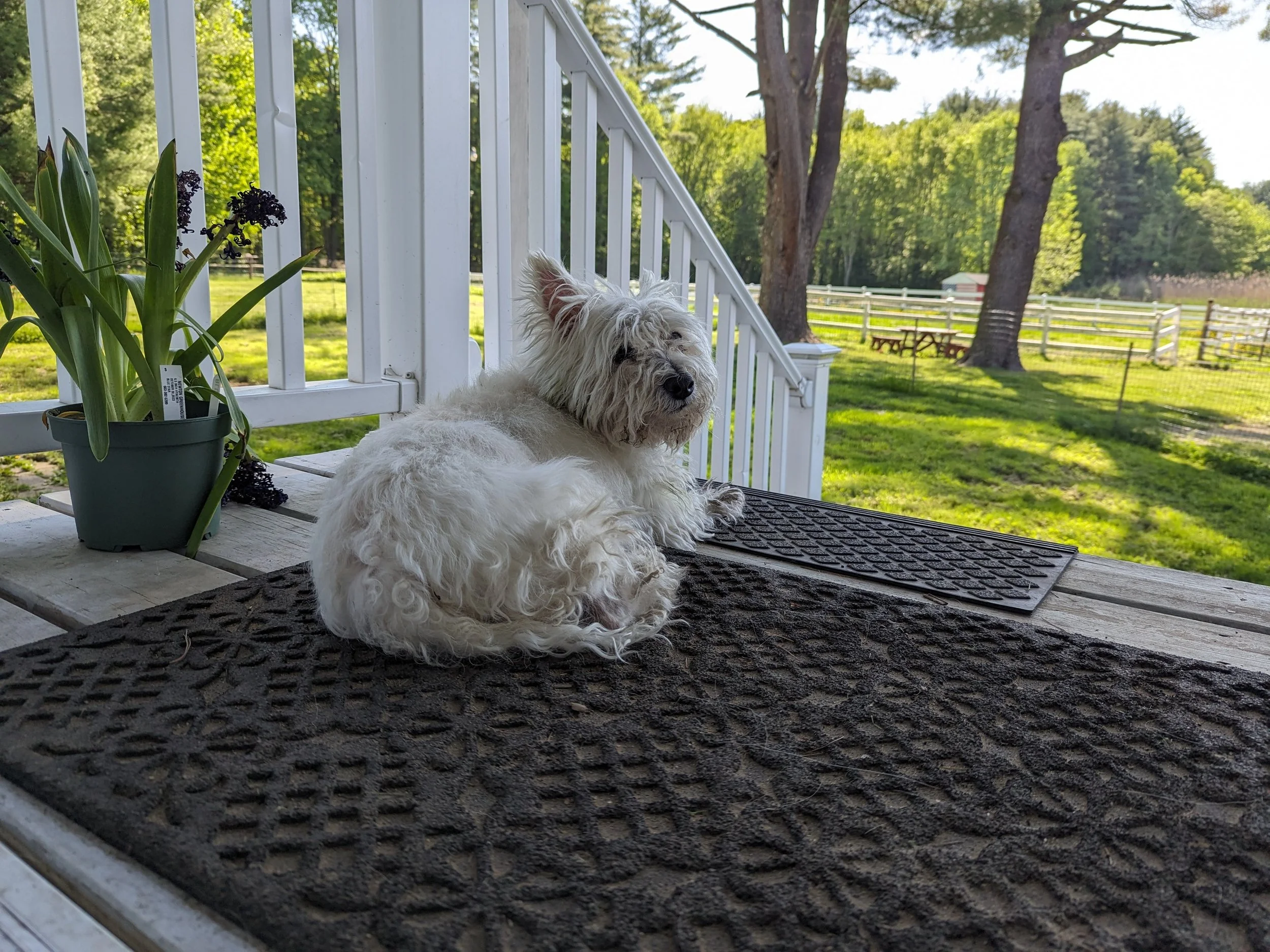 Roxie was an elderly Westie with the sweetest personality. She was only with us for six days when bladder cancer caught up to her. We adored her and were devasted at her loss. 