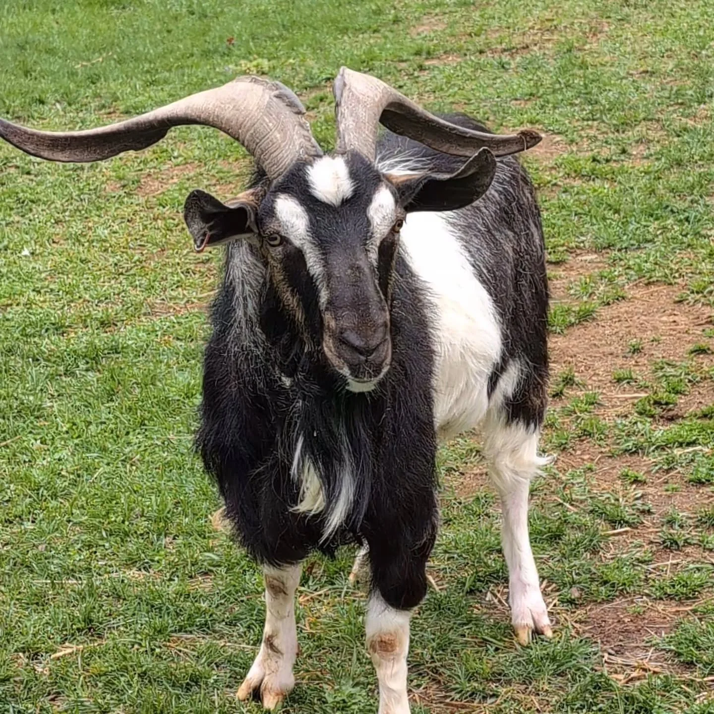 Goatotiller was a senior goat with a sweet personality, who we lost to Caprine Arthritis & Encephalitis. We wished he'd been able to live longer, but were happy we were able to give him a happy last few weeks of life.