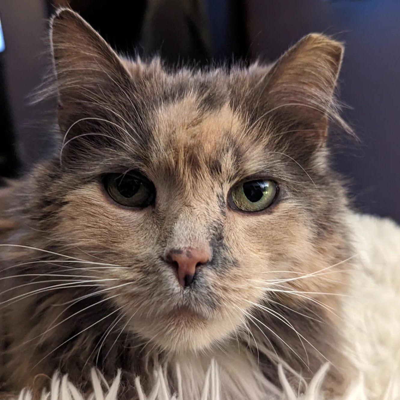 Rowan had been in our family for years, and finally left us at ~20 years old. She was a rescue who brought years of love and affection to our lives.