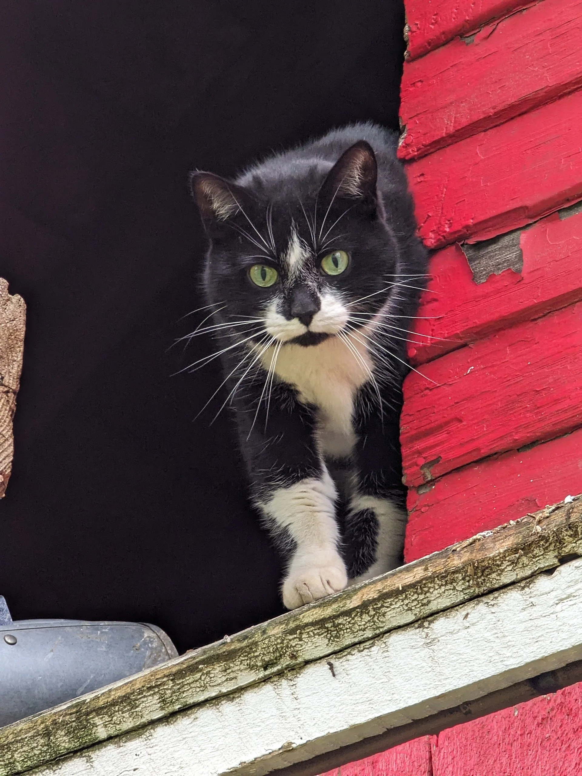 Tornado: a barn cat who was half affectionate and half psychotic. We lost her to liver failure.