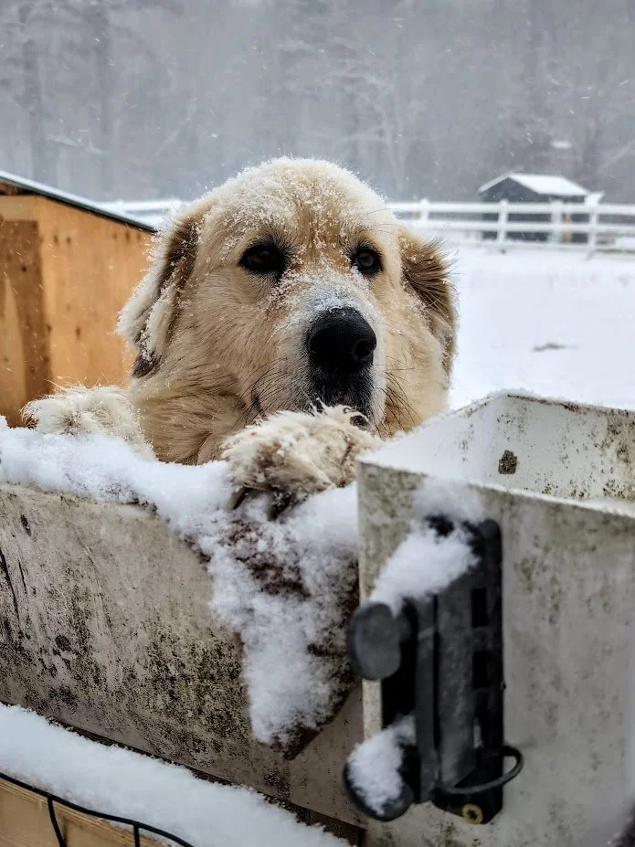 Snowdrop was a Great Pyrenees dog who was unable to overcome the traumas of her previous life. We care for her as long as we could and were devastated by her loss.