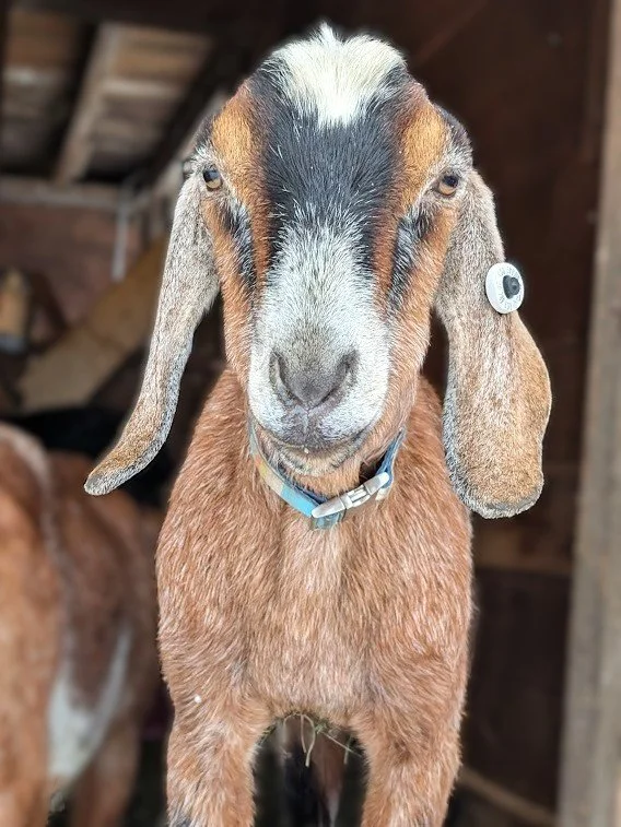 Legs was a Nubian goat who loved food more than anything. Malnutrition from her previous situation caused irreversible damage to her joints, but she brought much whimsy and delight while she was with us.