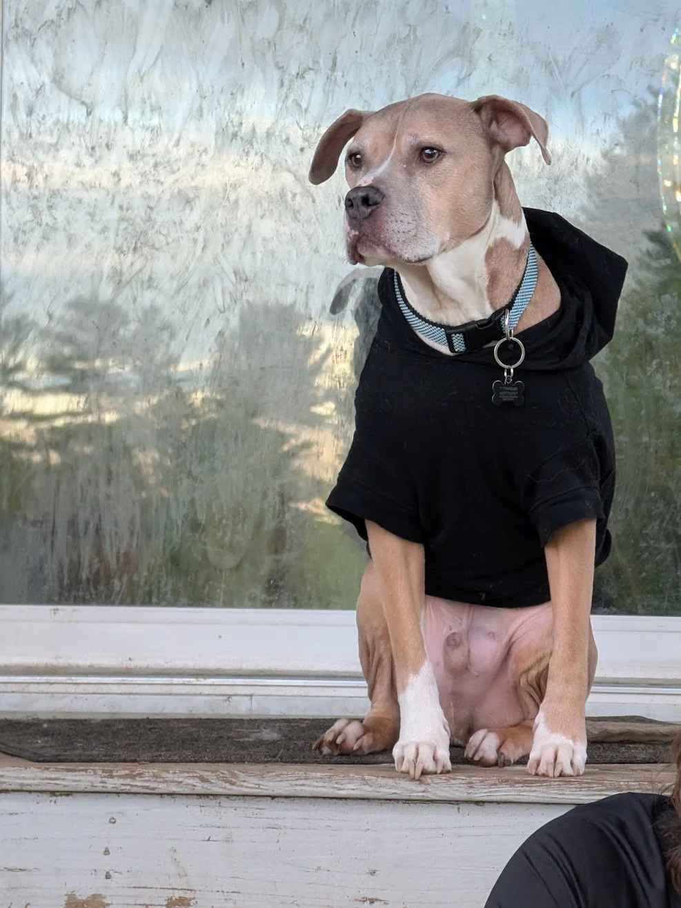 Hank was a senior pup who we loved dearly, lost due to mass cell tumors.