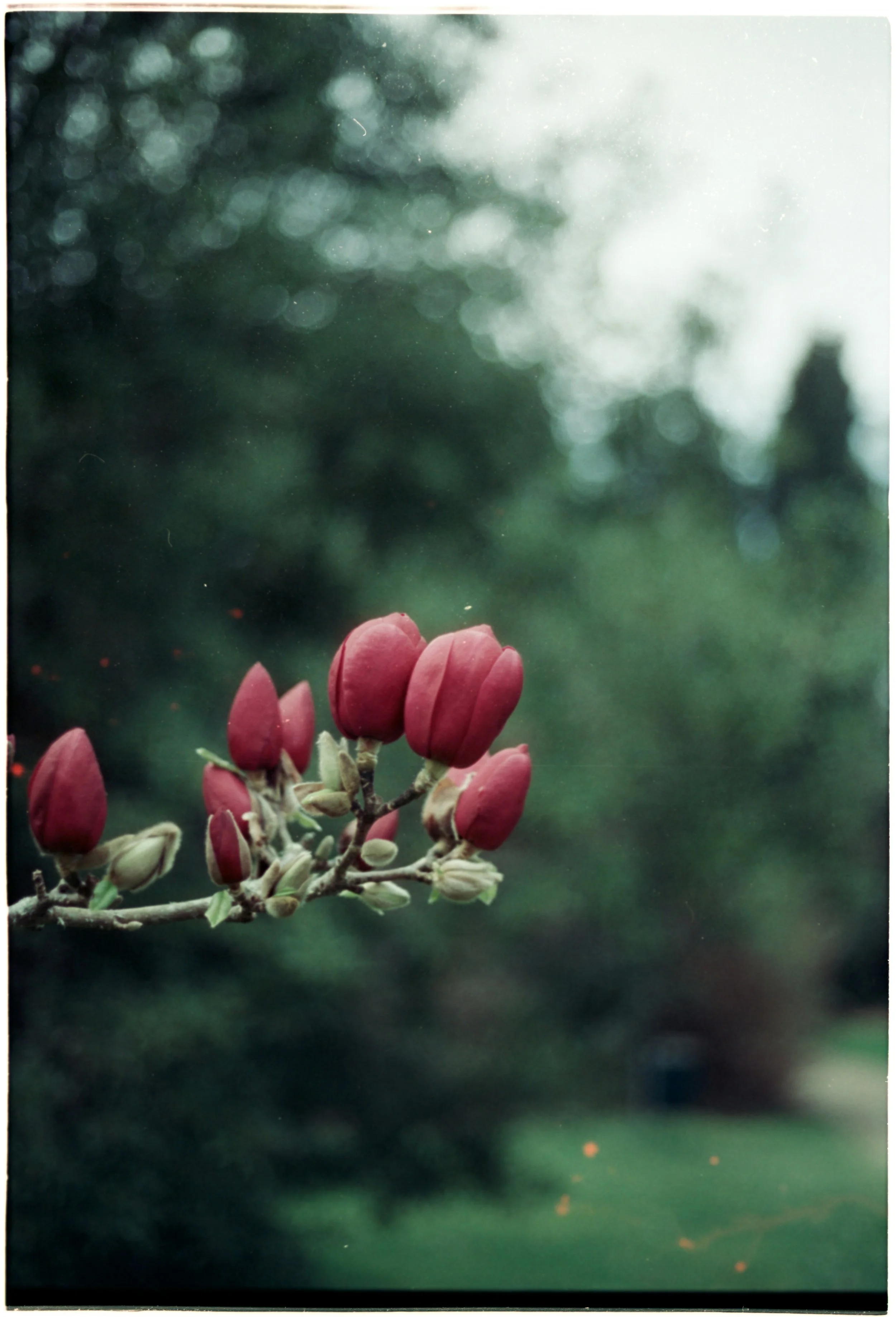 grief therapy group - spring magnolia flowers