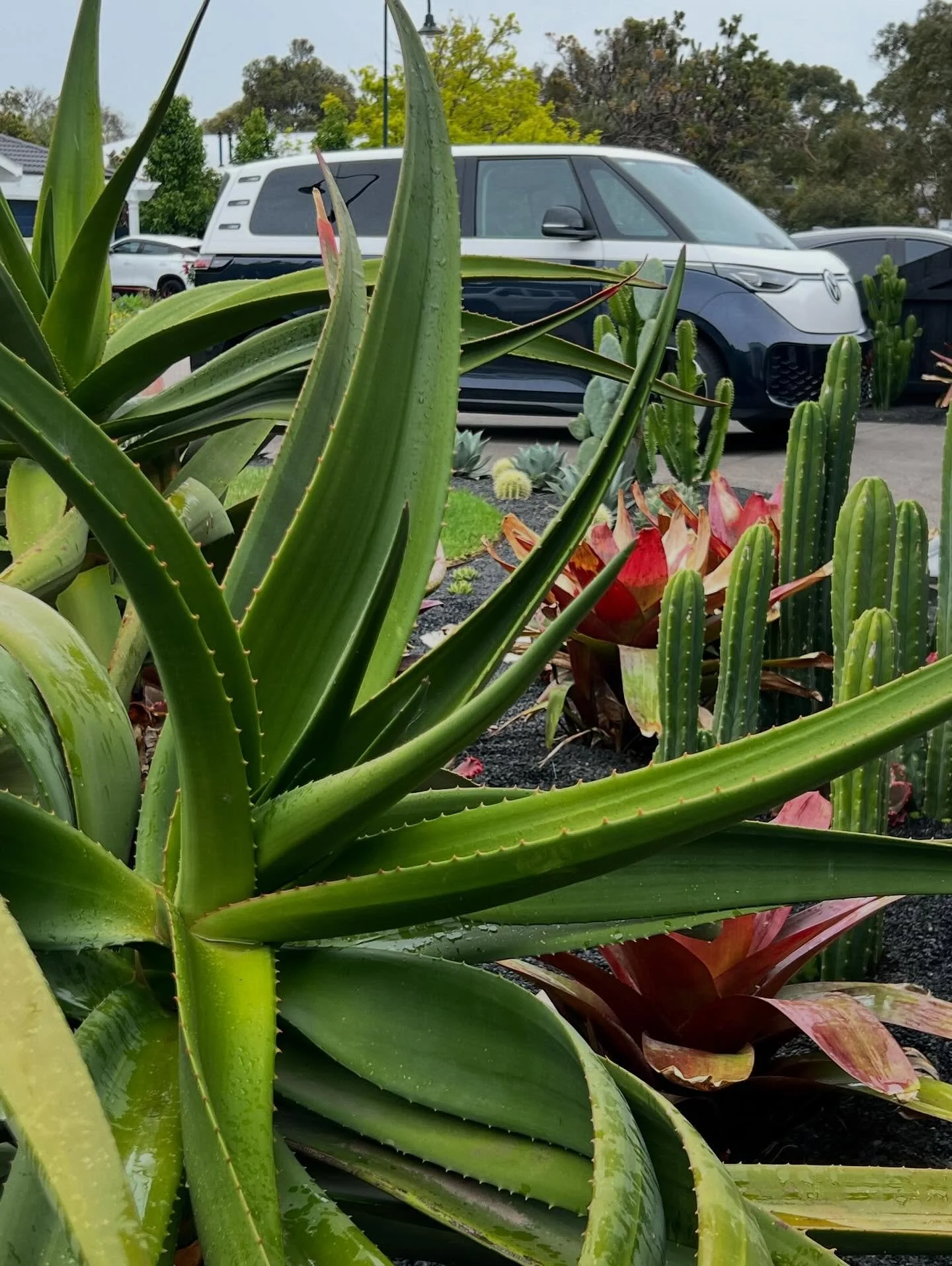 🌵✨
Rolling seaside in the brand new iBuzz&hellip; loaded with CHD nursery gold&hellip; cacti&hellip; succulents and sculptural greens ready to find their spotlight 🌞🚐

It&rsquo;s that mix of workwear grit and coastal cool&hellip; garden couture at