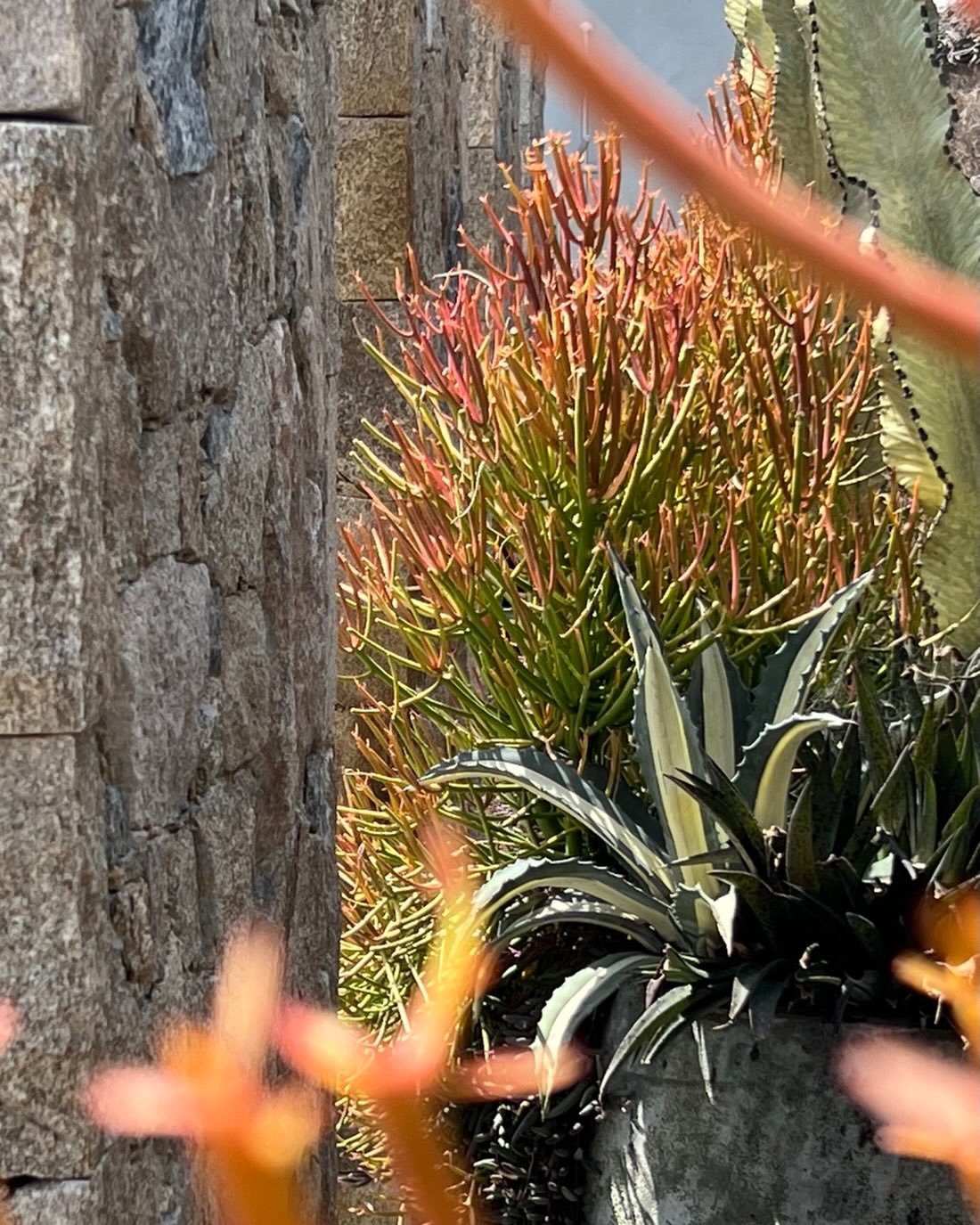 Seaside moments&hellip; captured in a pot 🌊✨

A CHD potted garden moment that feels like it belongs in a boutique hotel lobby&hellip; euphorbias glowing in the coastal light&hellip; agaves holding strong sculptural form&hellip; raw stone&hellip; tex