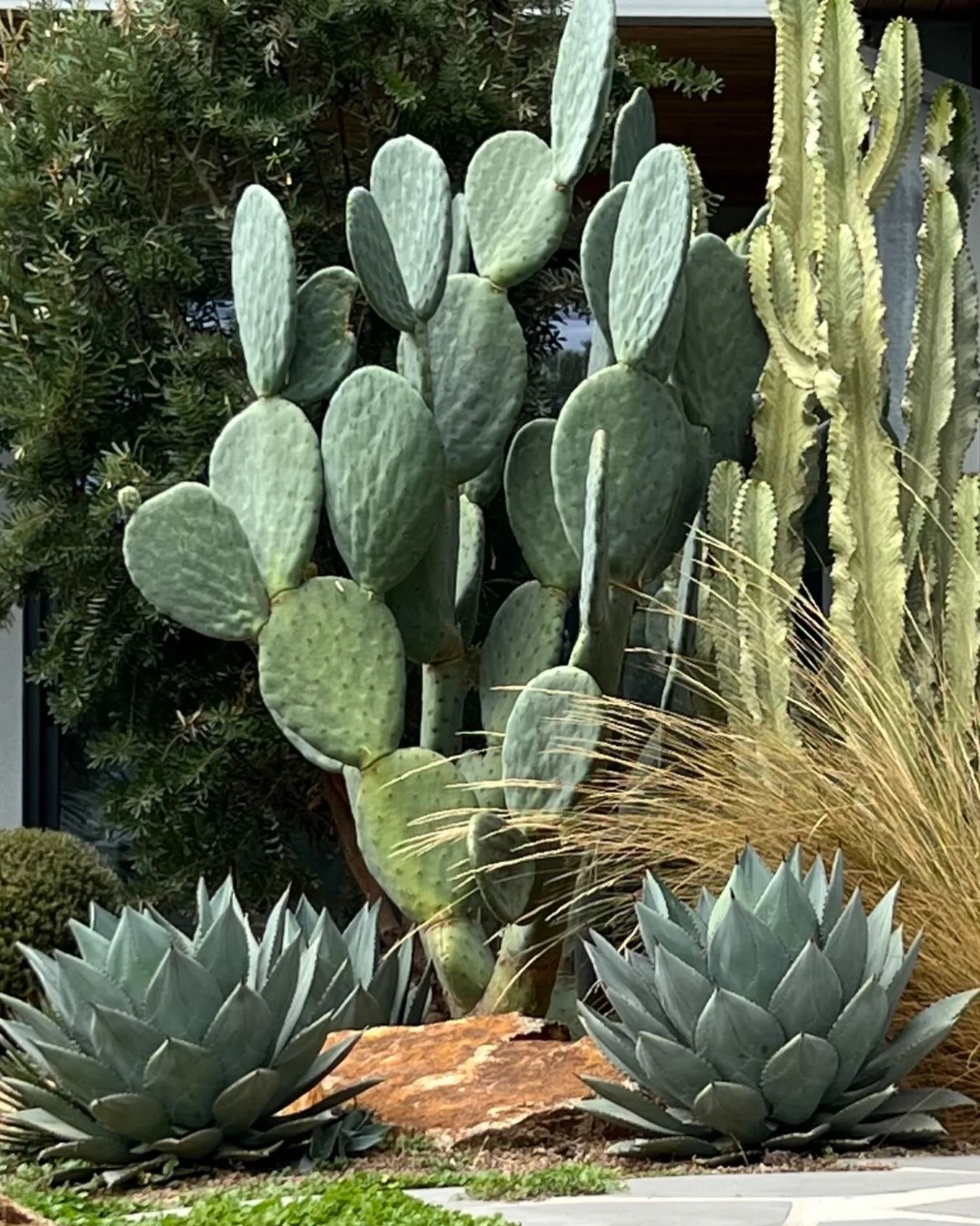 Two years after planting&hellip;&hellip;..
 Desert forms rising from the earth&hellip;

Sculptural Opuntia&hellip; grounded Agave&hellip; layers of texture against stone and sky&hellip;

This is where Palm Springs meets the Peninsula&hellip;
Bold sil