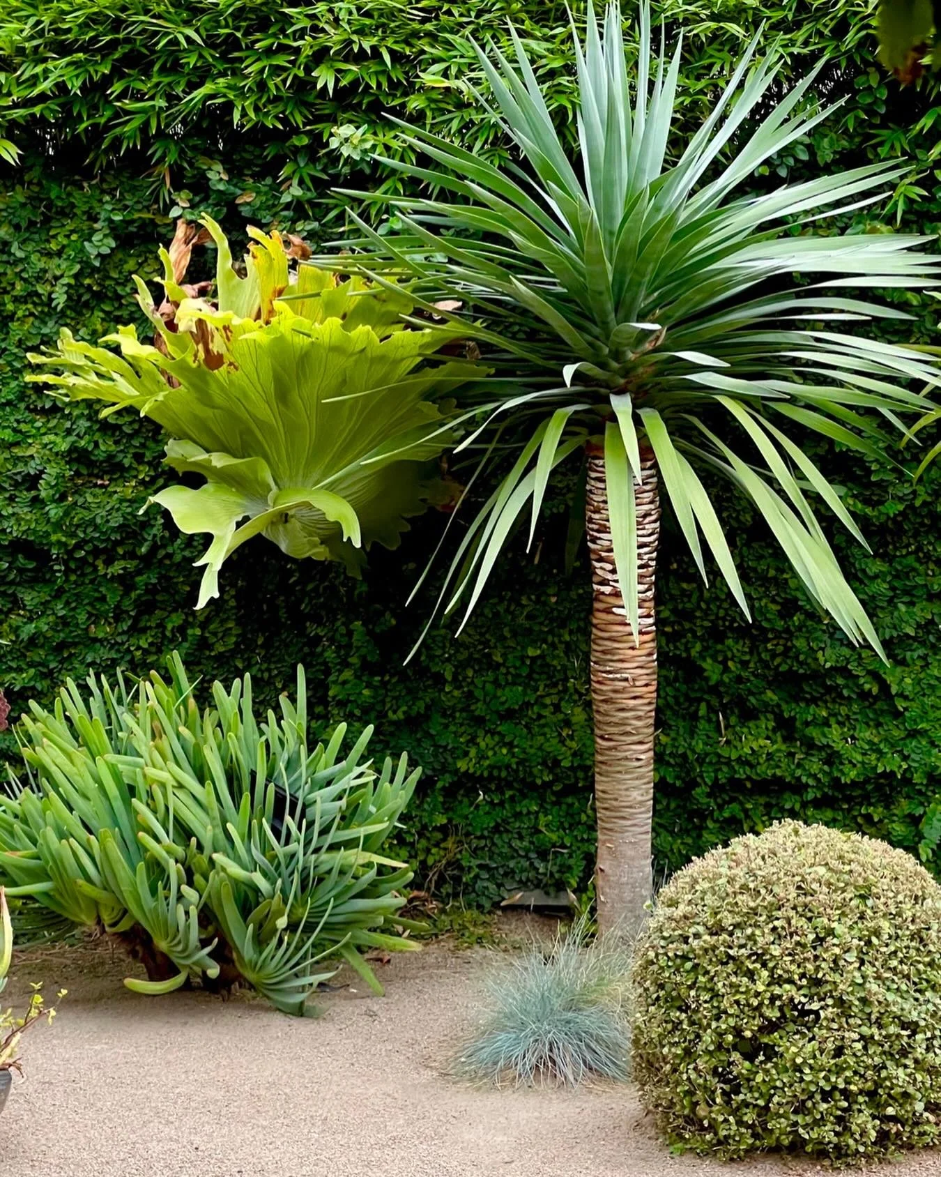 Structure&hellip; sculpture&hellip; silhouette&hellip;

This is what happens when plants are treated like architecture.

A living column rising from sand&hellip;
a staghorn caught mid-theatre&hellip;
fleshy succulents grounding the scene&hellip;
disc