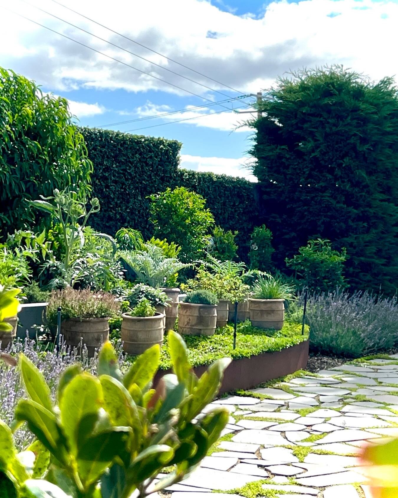 Living with what you grow&hellip; 🌿

There&rsquo;s something grounding about stepping out into your own space and being surrounded by life that feeds you&hellip; not just visually&hellip; but literally.

Pots become sculpture&hellip;
herbs become te