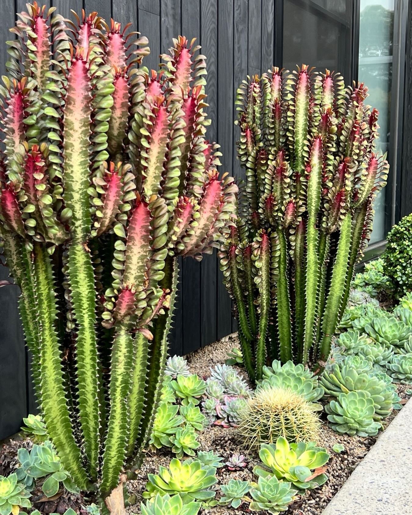 Living sculptures&hellip; rising out of the earth like they&rsquo;ve always belonged here 🌵🔥

Architecture sets the tone&hellip;
but it&rsquo;s the planting that gives it a heartbeat&hellip;

Strong verticals&hellip; soft rosettes&hellip;
a rhythm 