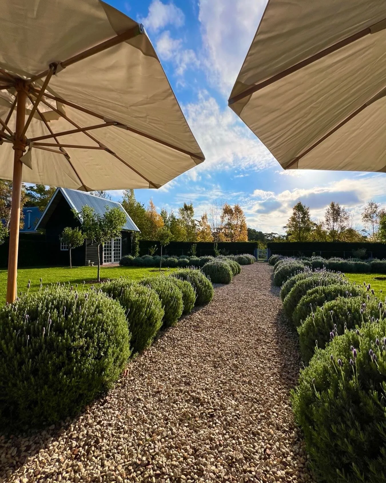 Chestnut Farm for Easter @chfmusk 

Using a garden as rooms&hellip; it changes everything&hellip;

Thank you for sharing your beautiful farm with us Kelli and David&hellip; 

A path becomes a hallway&hellip;
Lavender becomes the walls&hellip;
Sky bec