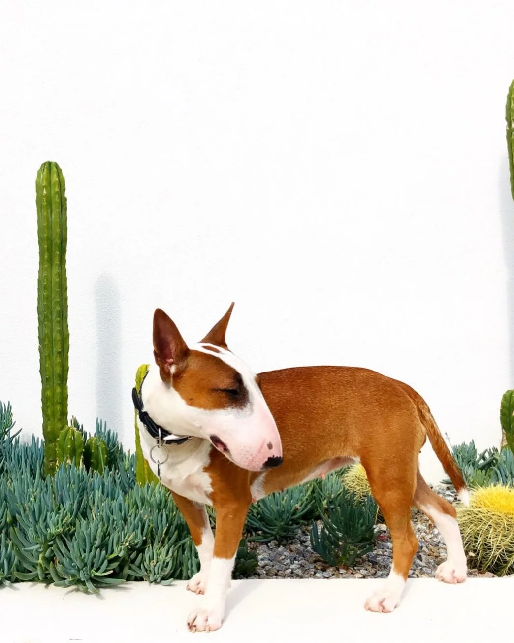 Miss Oollllffllleyyyy!! 

This is such a vibe&hellip; sharp&hellip; sculptural&hellip; a little bit cheeky&hellip; and completely alive 🌵

Where desert meets design&hellip; and even the four-legged curator knows exactly where to stand&hellip; nestle