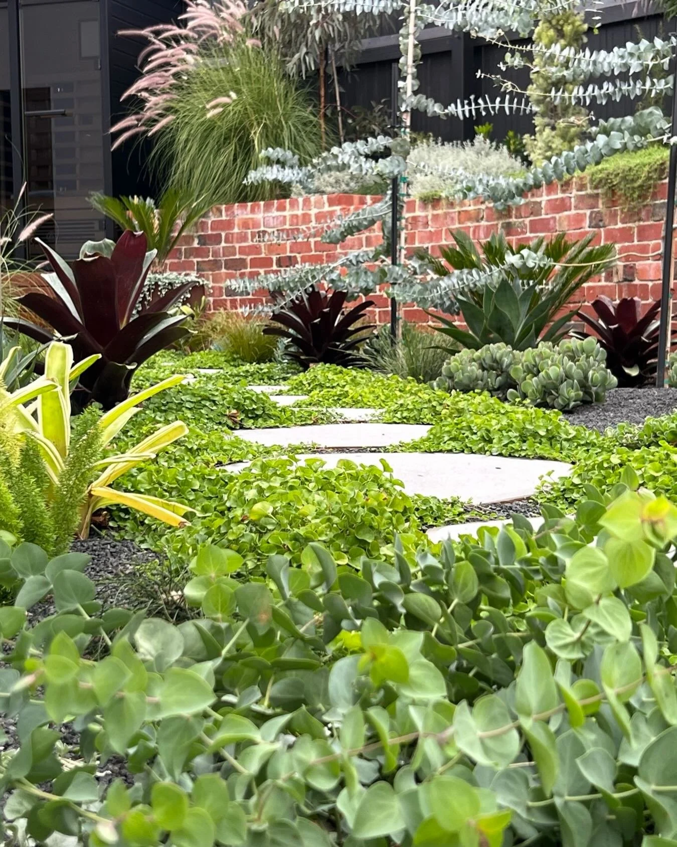 Three months in&hellip; and she&rsquo;s already strutting 😏🌿

This little pocket is doing a LOT&hellip;
floating steppers&hellip; lush green madness&hellip; pops of burgundy bringing the drama&hellip; and those silvery layers catching the light lik