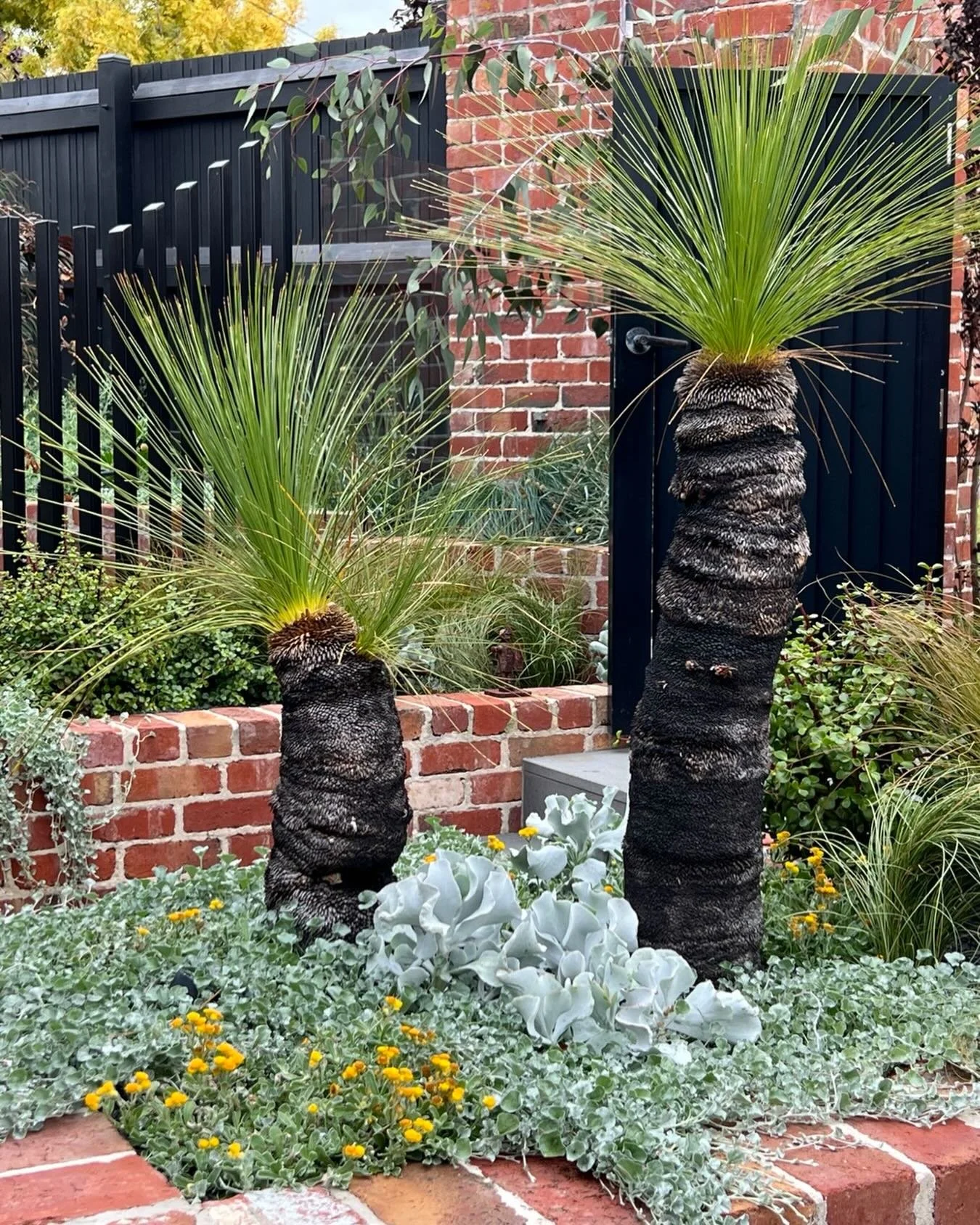 Sometimes an entrance doesn&rsquo;t whisper&hellip; it roars 🌿🔥

those xanthorrhoea grass trees standing proud like ancient sentinels&hellip; sculptural&hellip; raw&hellip; unapologetically australian&hellip; paired with a soft silvery coastal tape