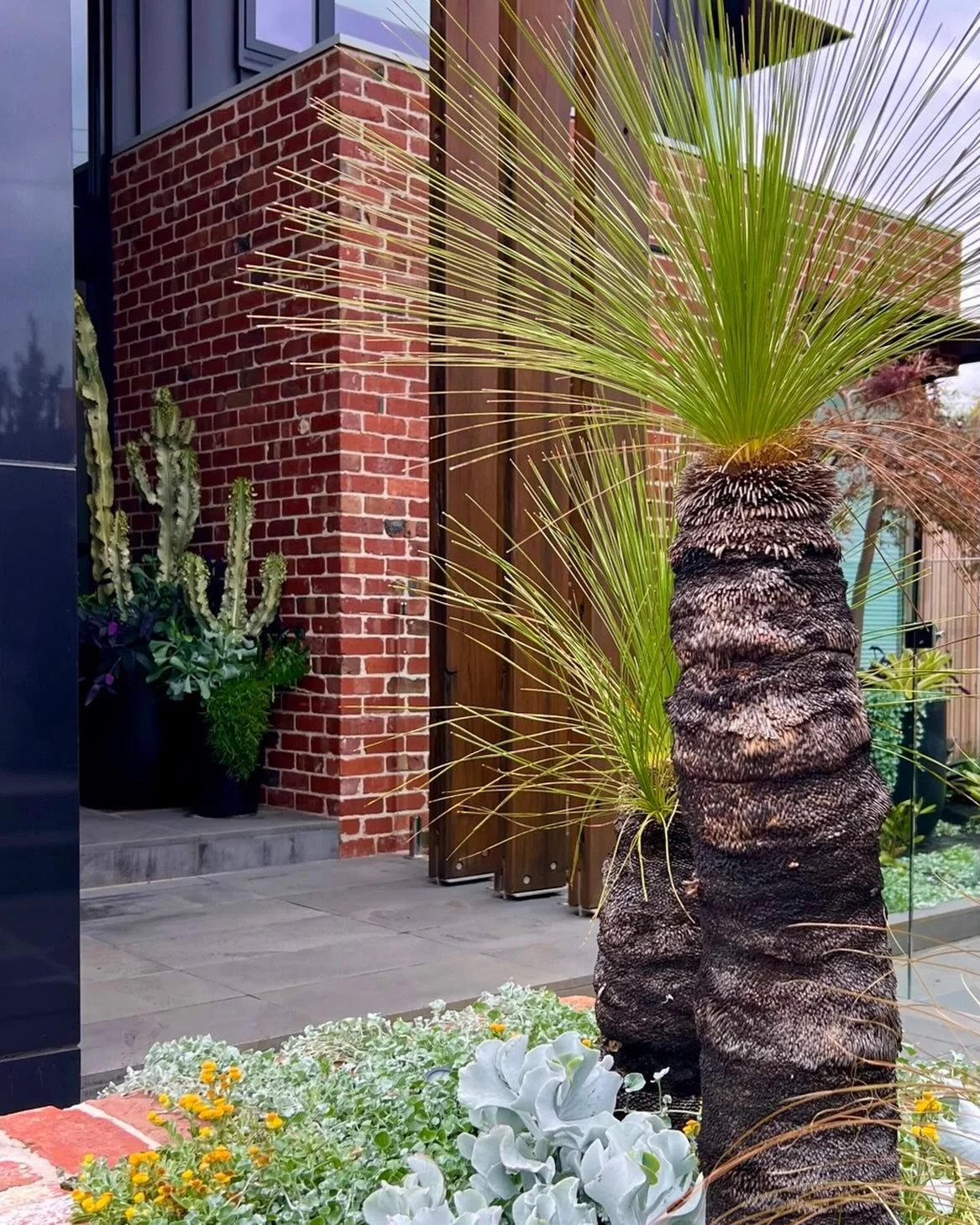 Front entrance&hellip; but make it a statement 😮&zwj;🔥

Those grass trees standing proud like living sculptures&hellip; grounded&hellip; ancient&hellip; completely unapologetic. Anchoring the space with that raw Australian energy while everything a